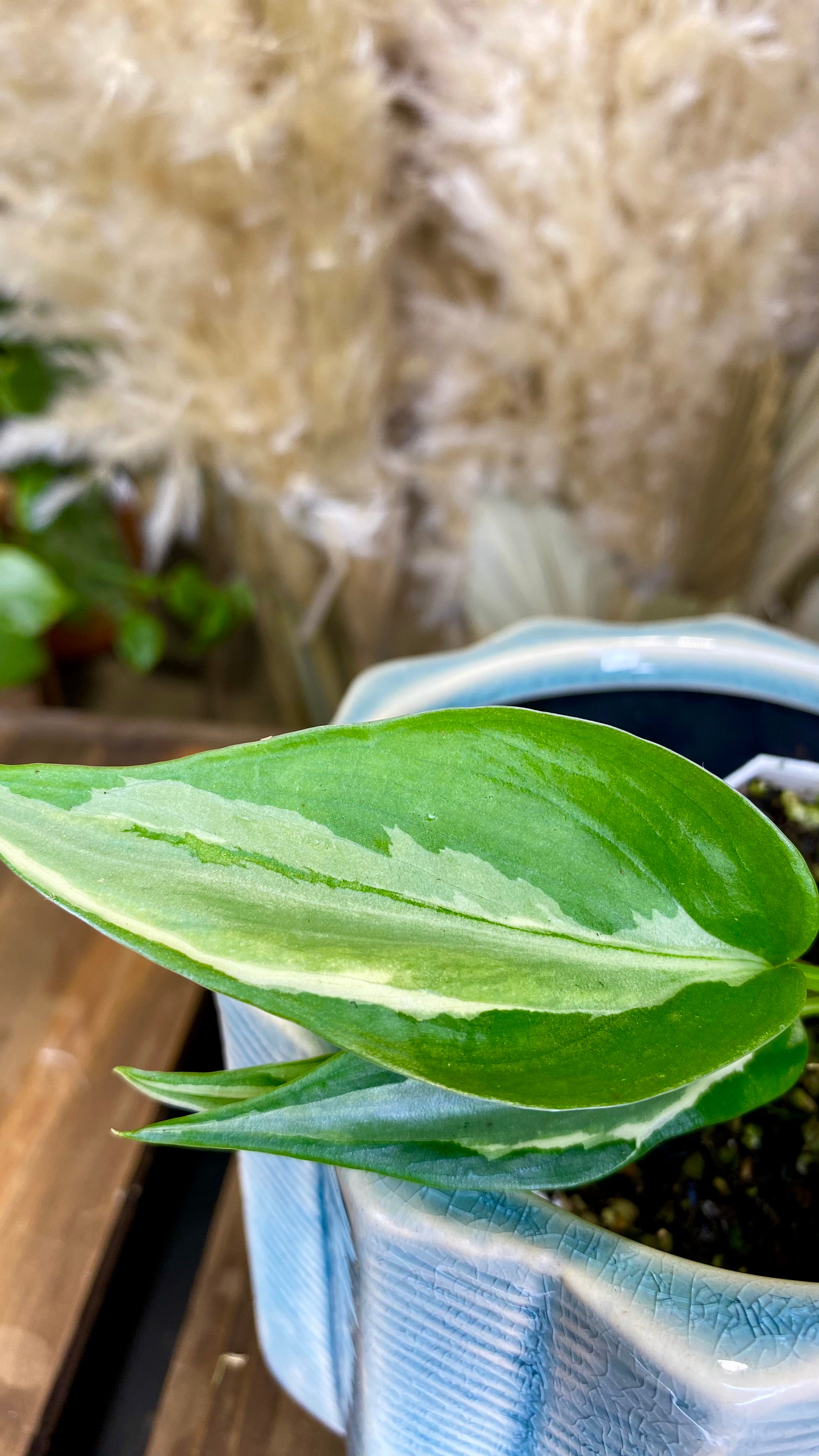 Philodendron Rio (WP057)