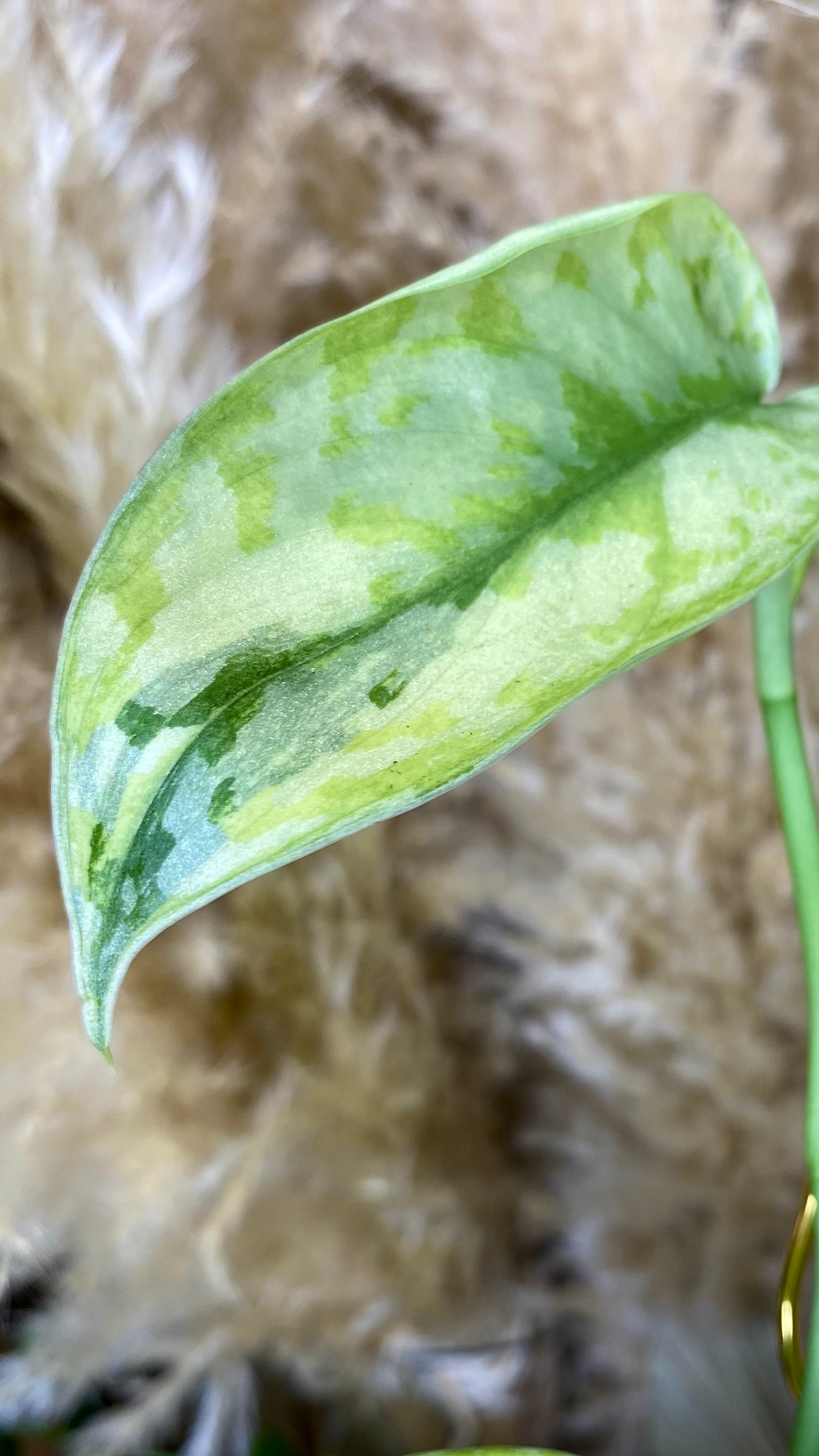 Scindapsus Lakambini Variegated (WS02)