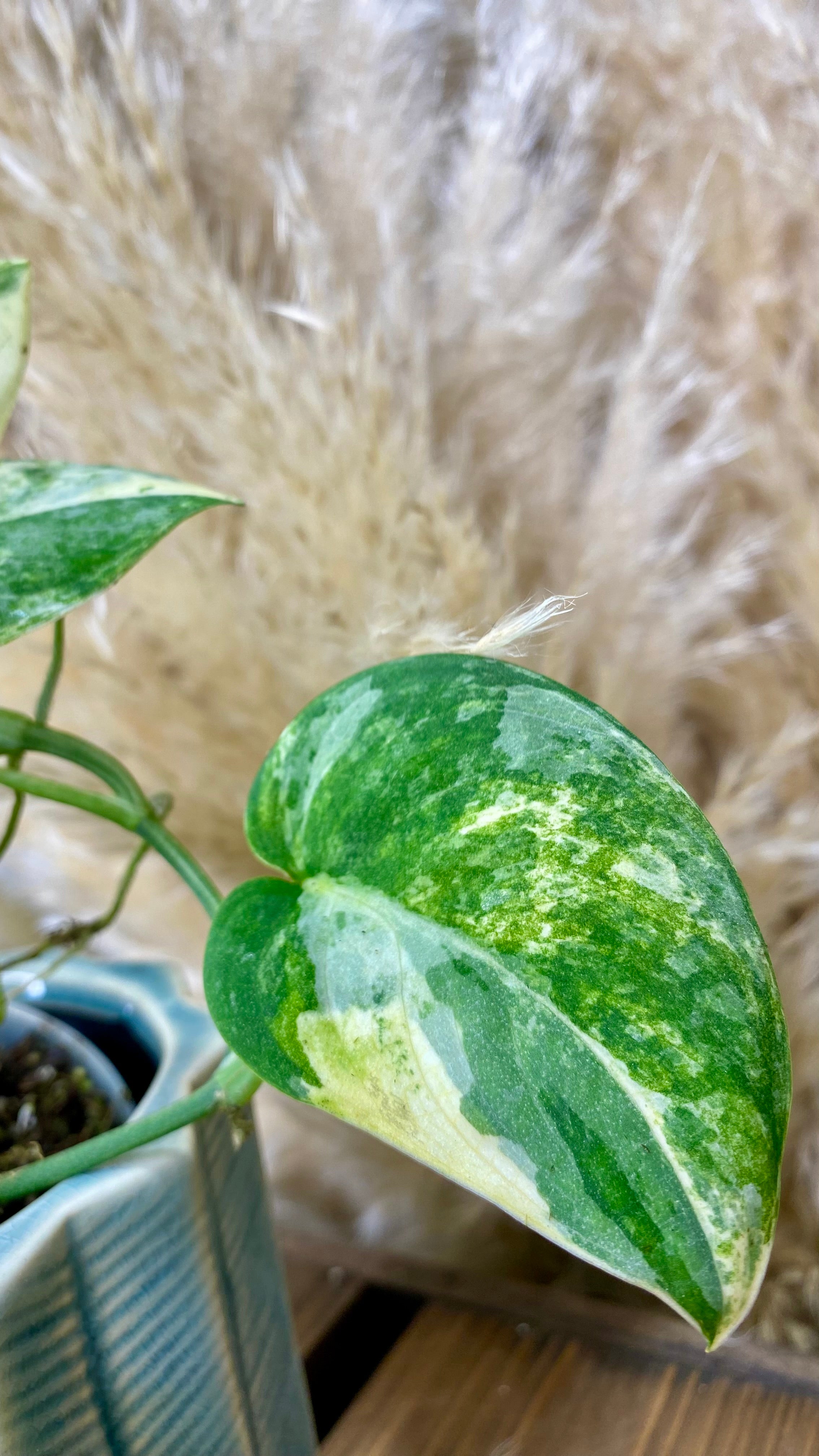 Scindapsus Mangurai 4” W10