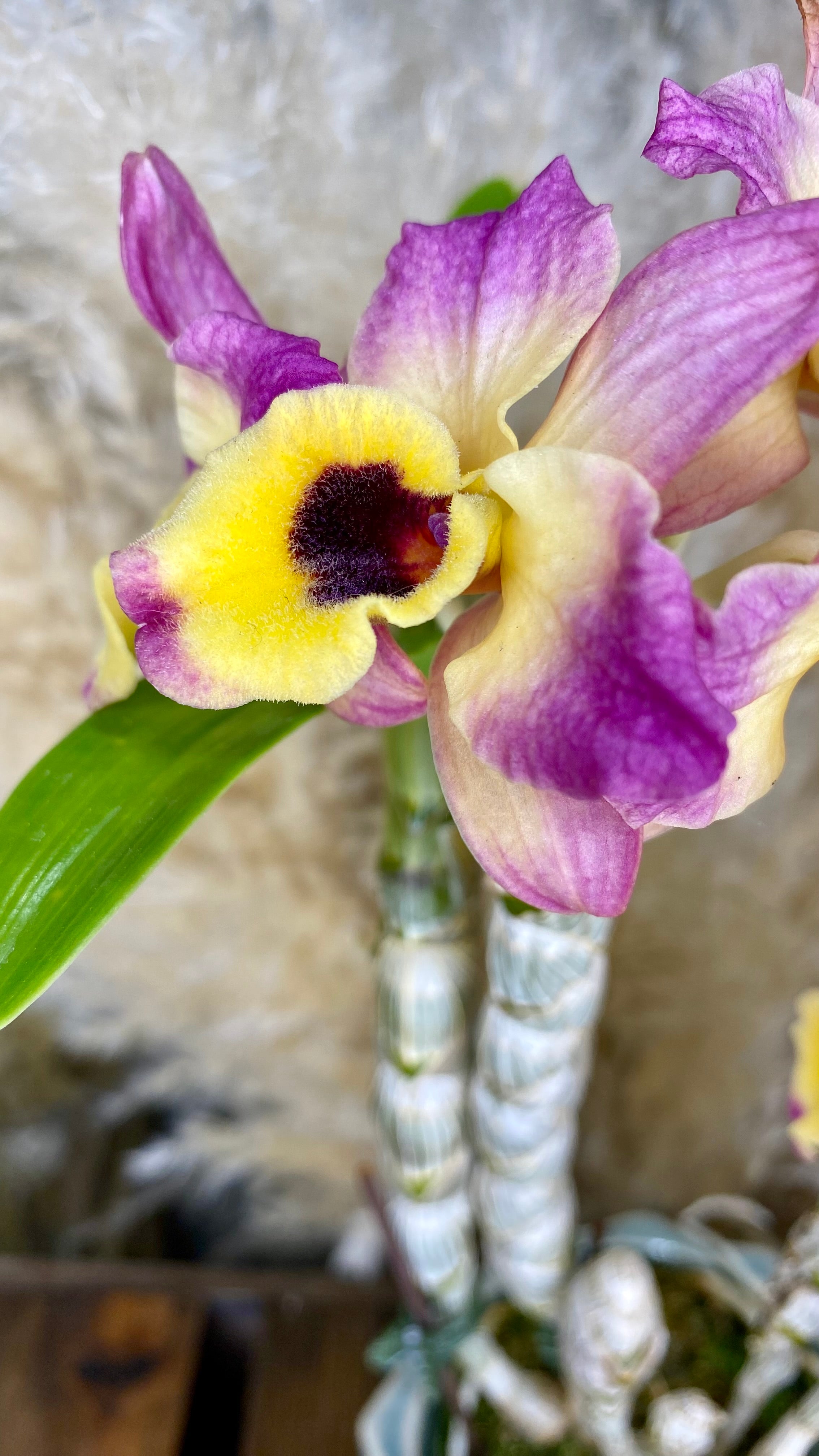 Dendrobium Orchid 4" W10