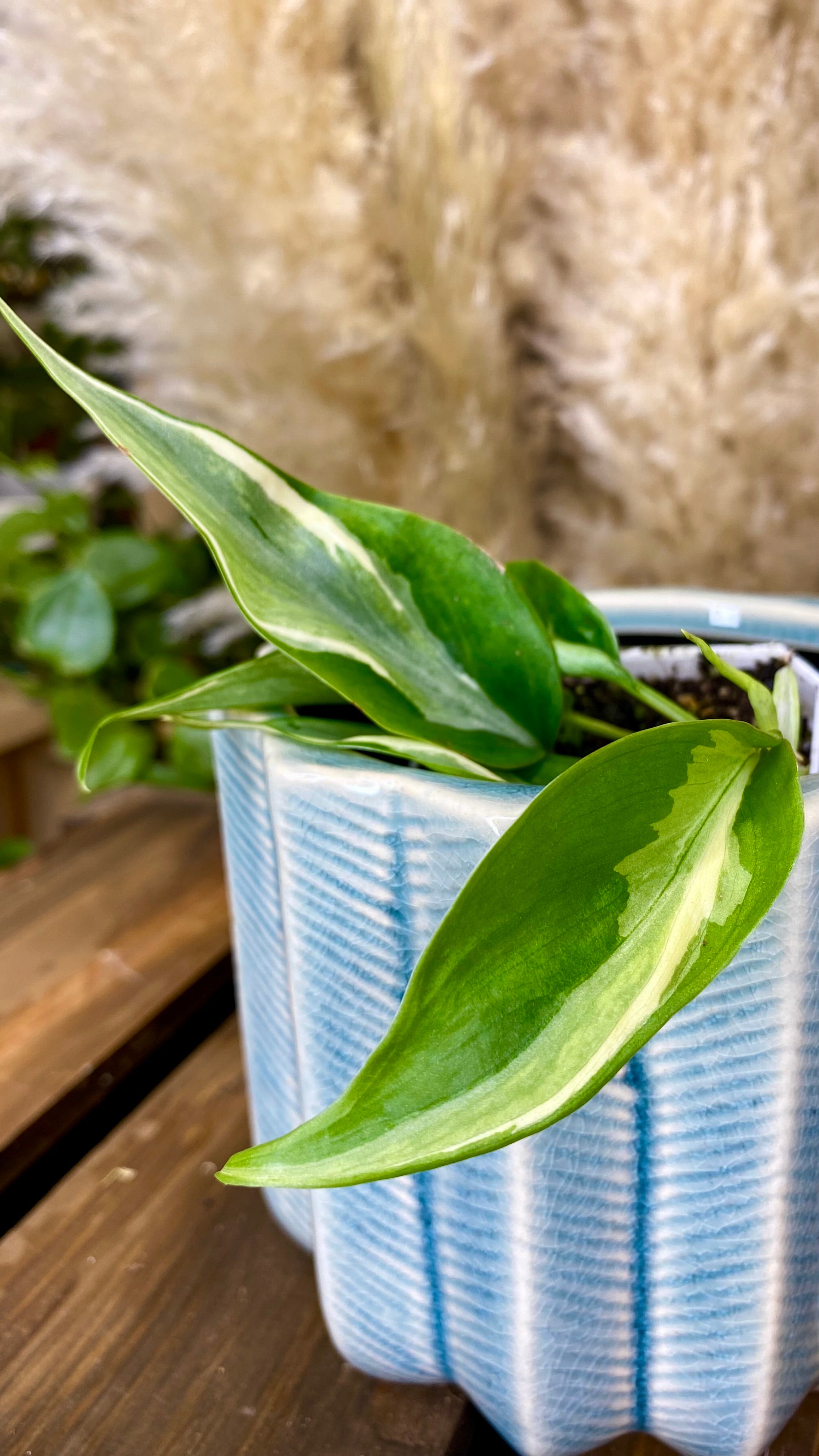 Philodendron Rio (WP059)