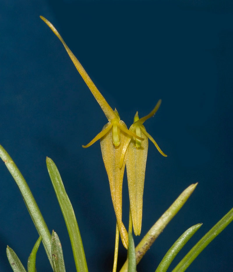 Barbosella cucullata xanthina