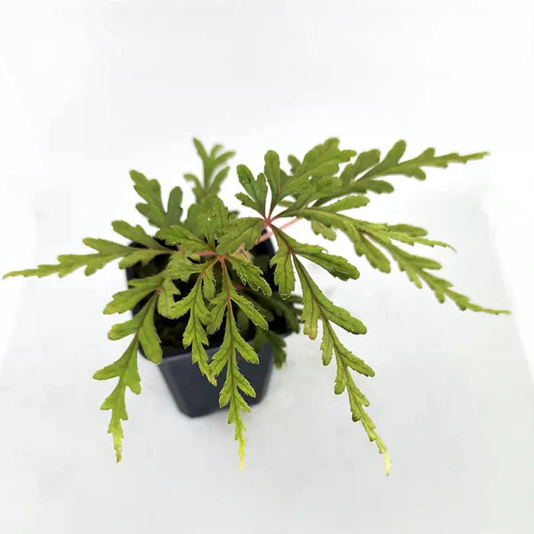 Begonia polilloensis