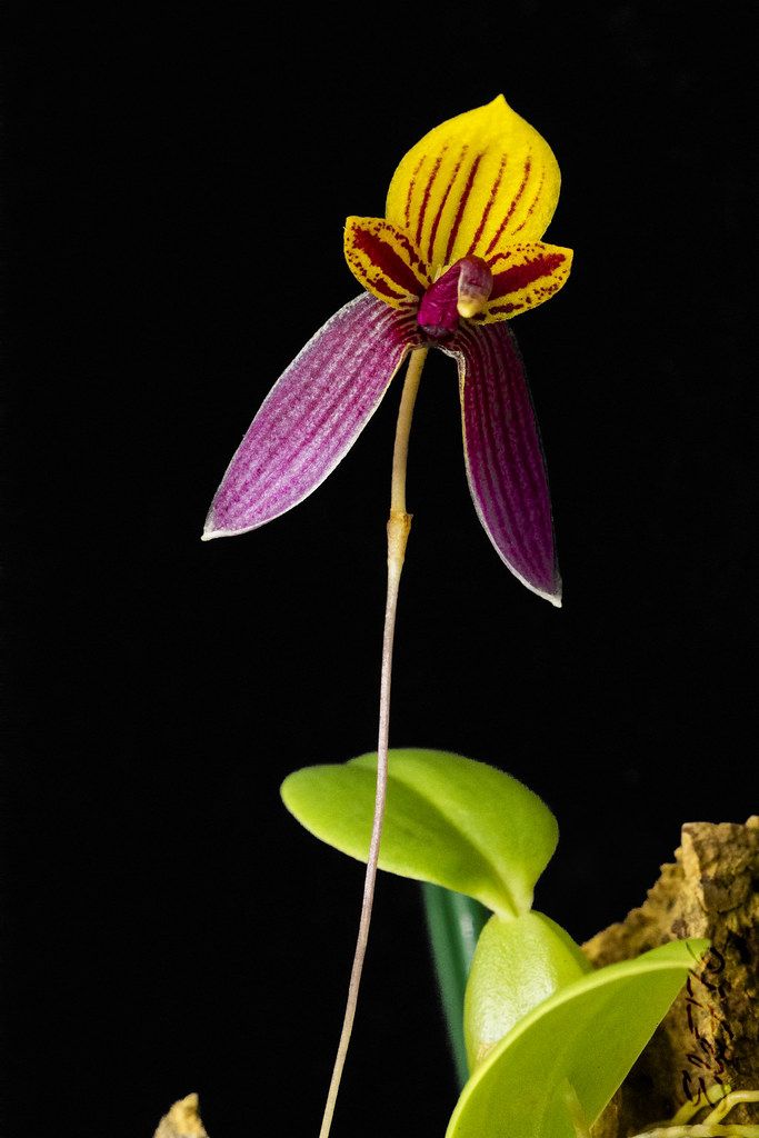 Bulbophyllum bolsteri