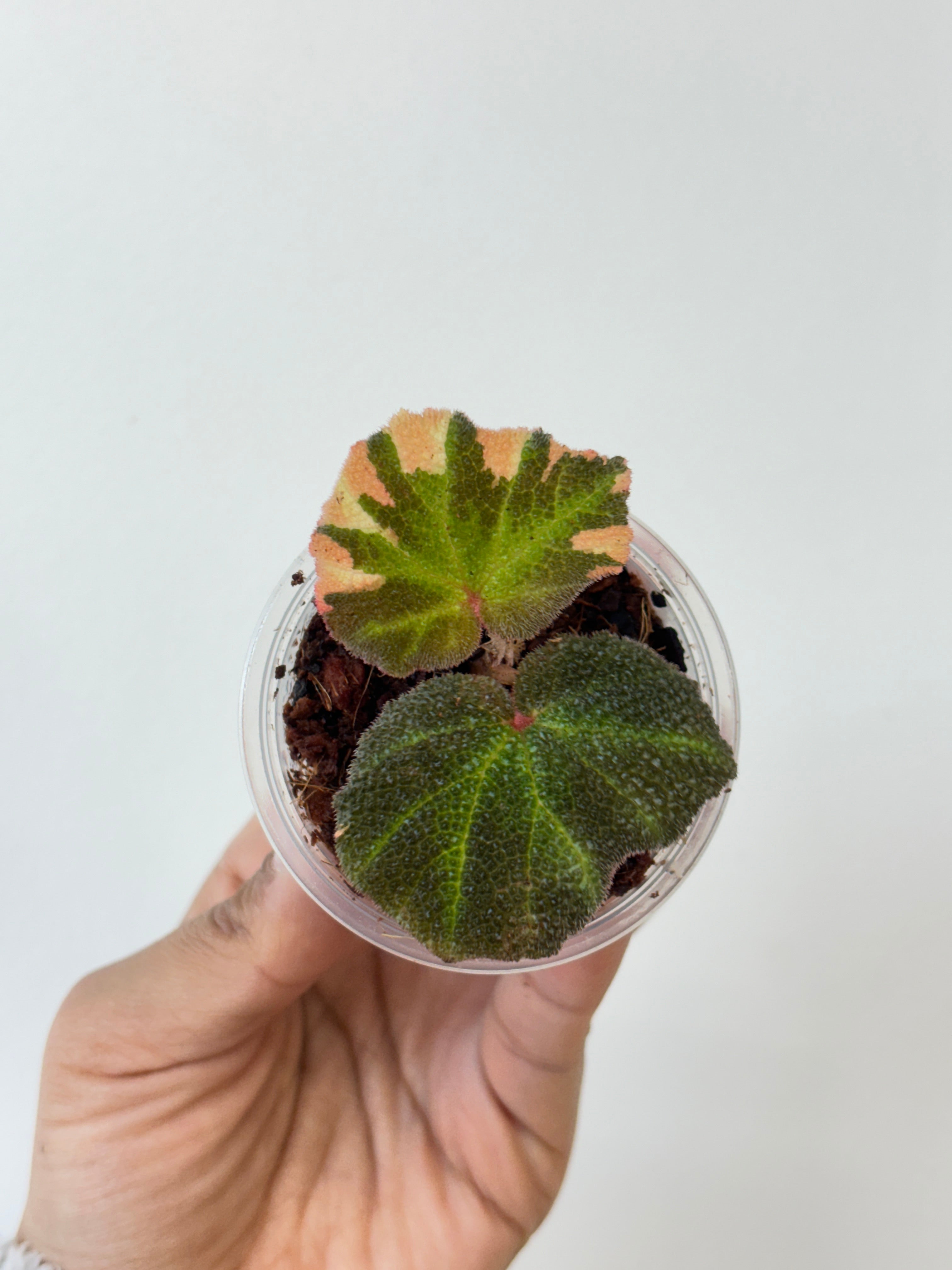 Begonia Soli Mutata Variegated (PINK)