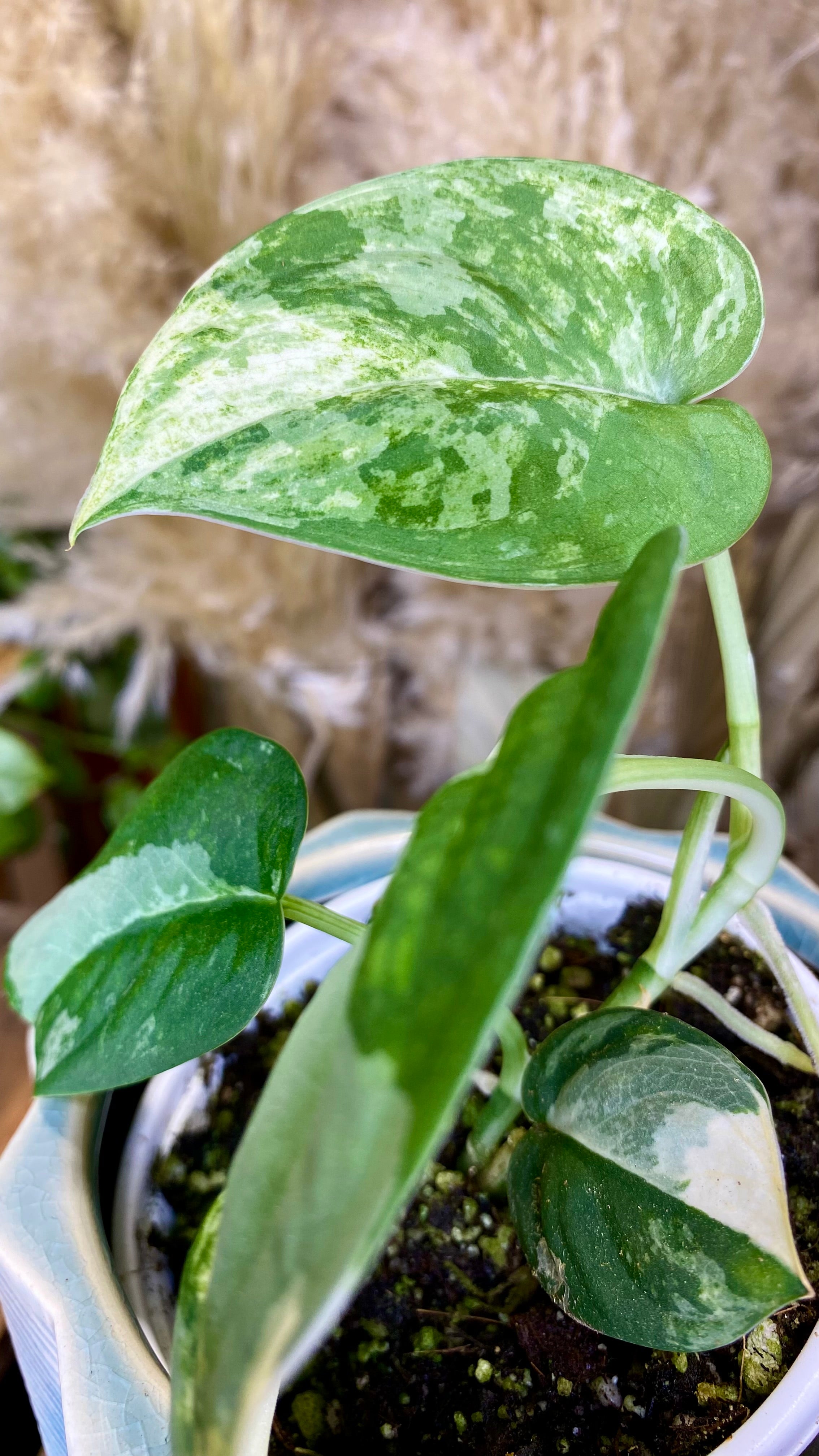 Scindapsus Mangurai 4” W9