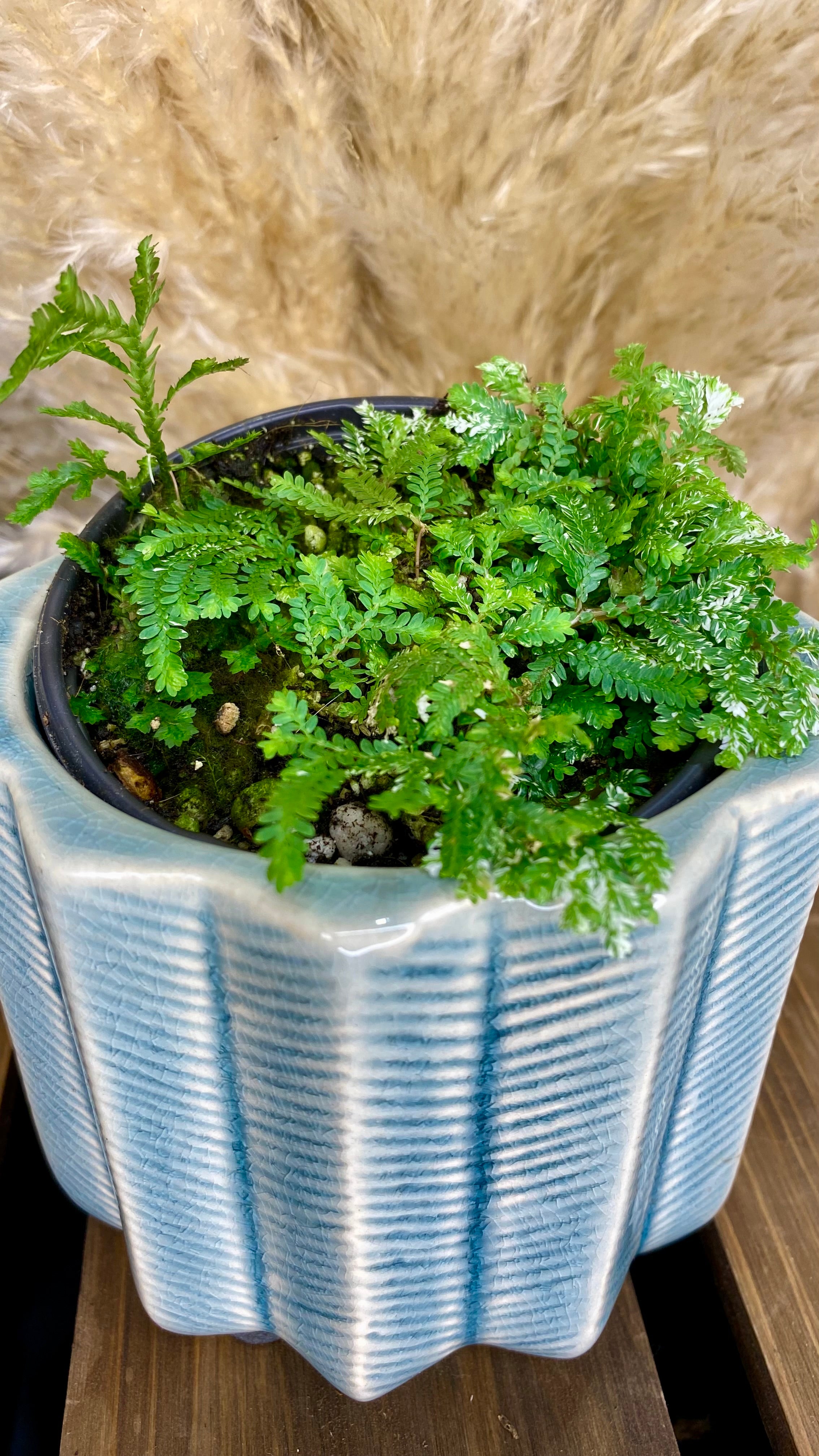 Variegated Selaginella 4”