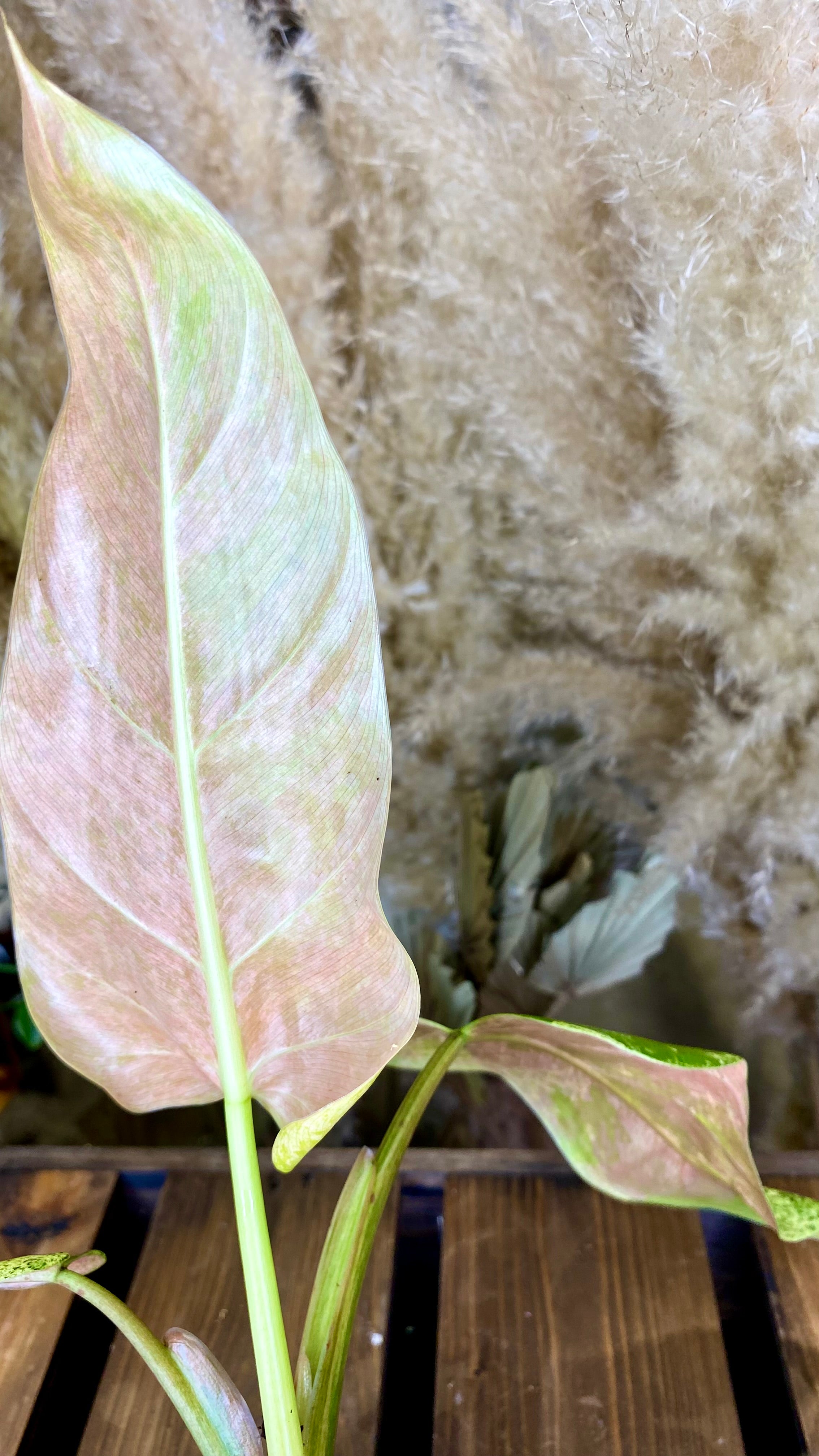 Philodendron Domesticum Marble Variegated (WP52)