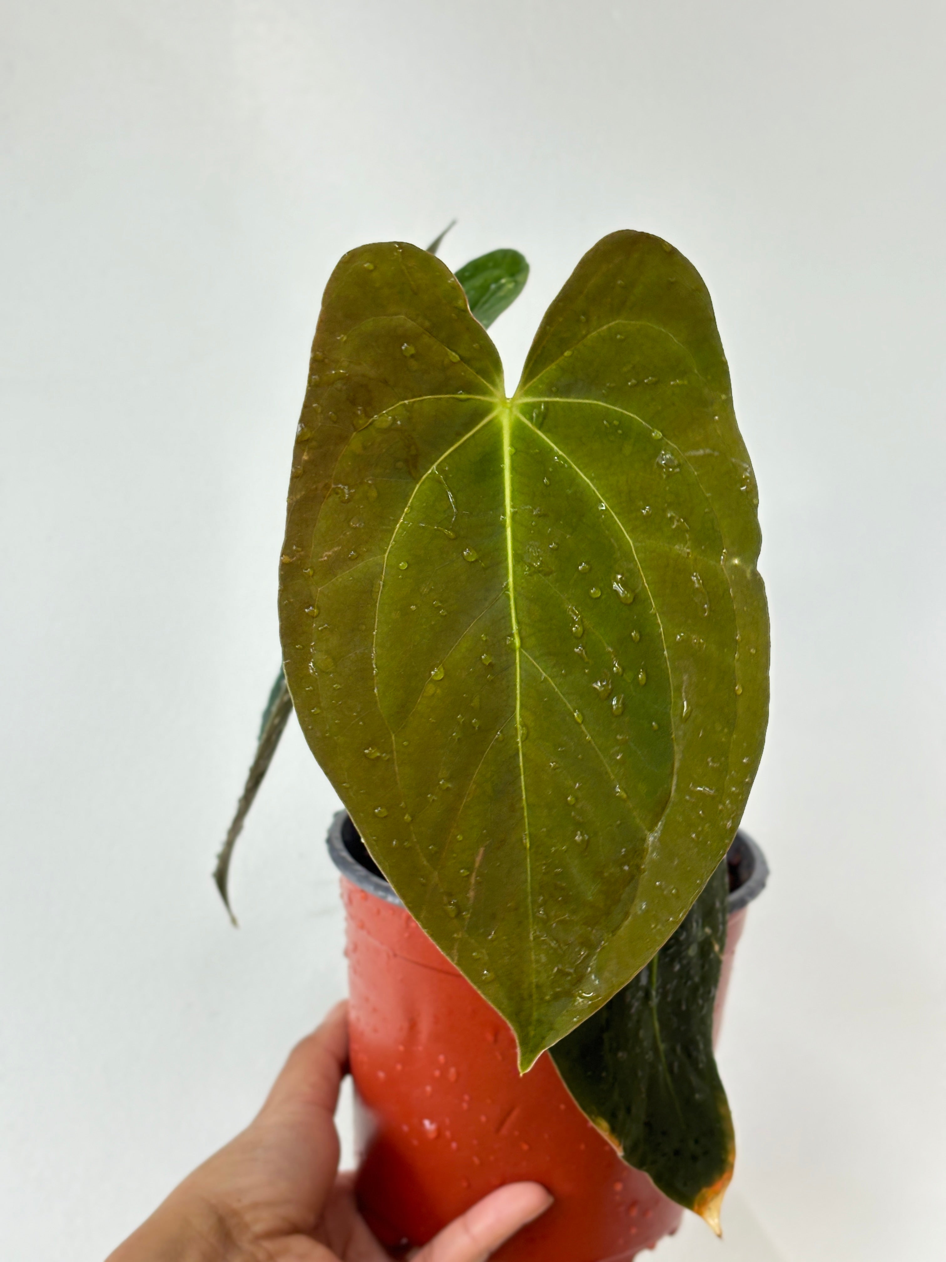 Anthurium Papilliaminum (Pure)