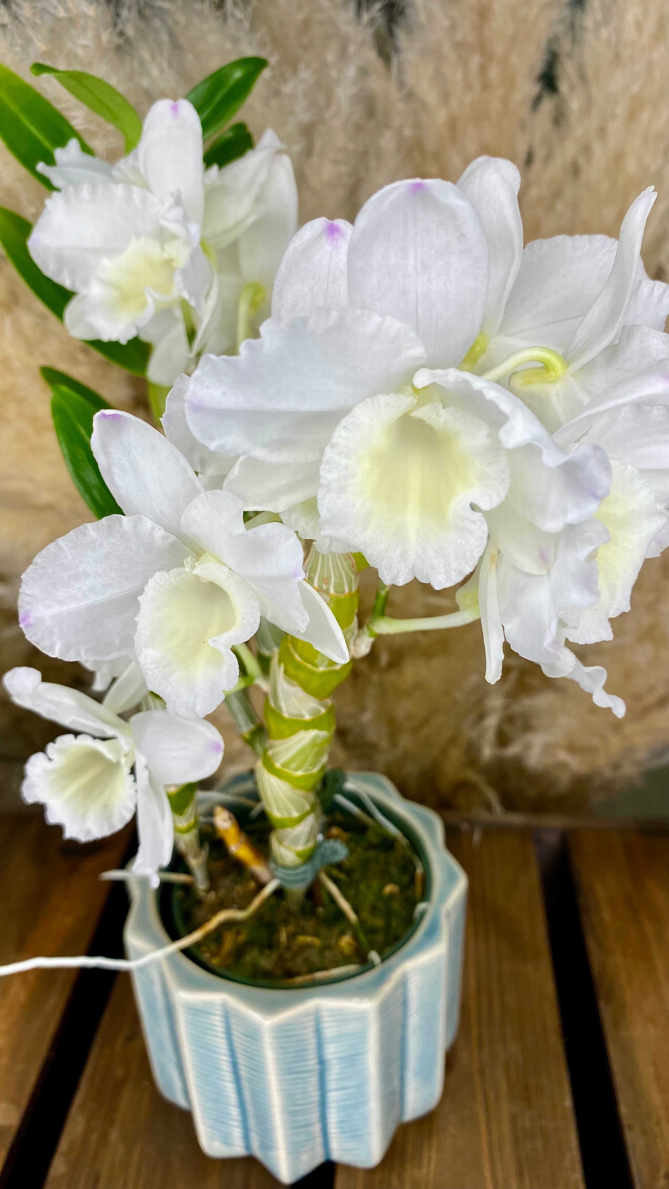 Dendrobium Orchid 4” W12