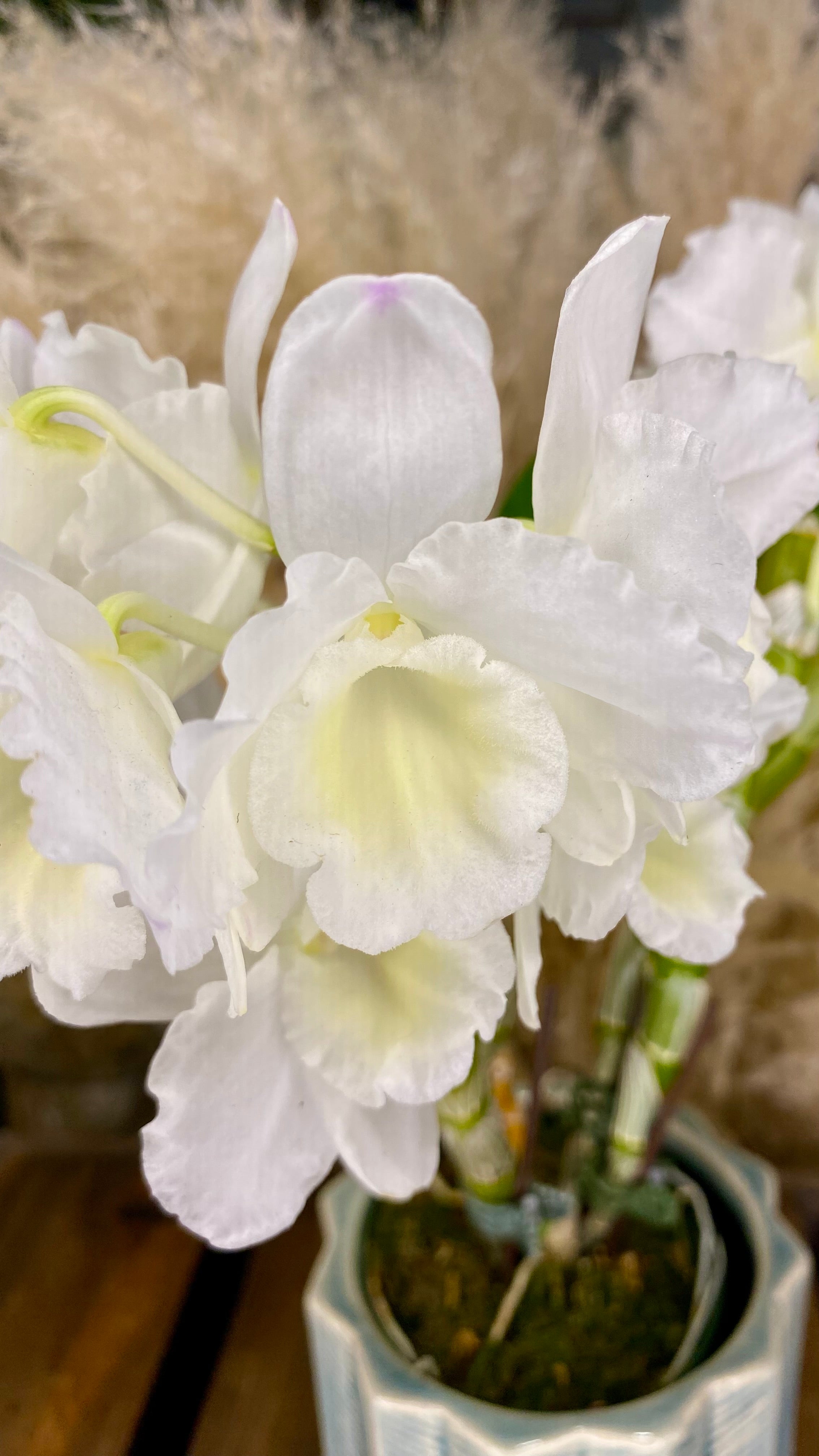 Dendrobium Orchid 4” W12