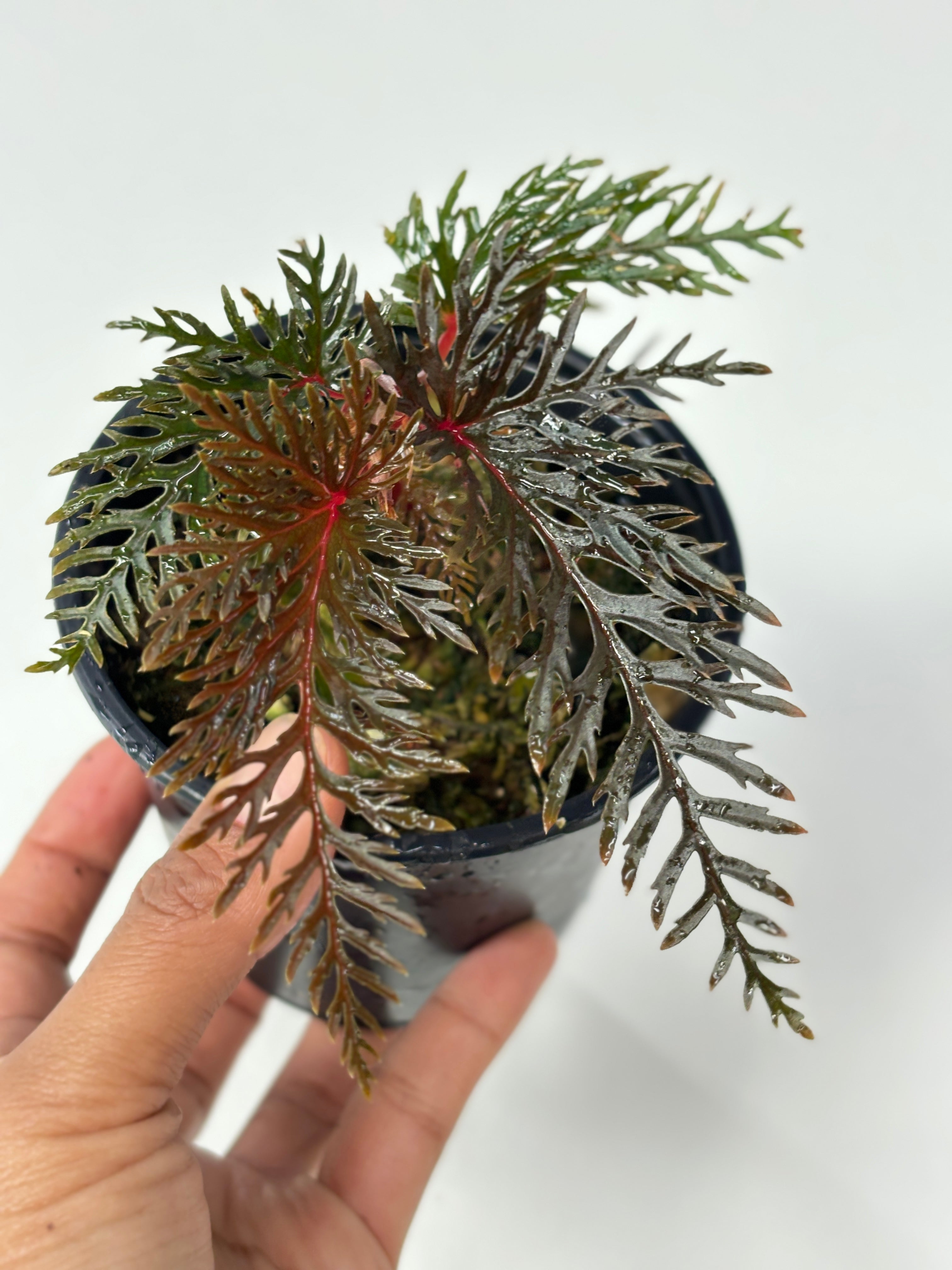 Begonia Bipinnatifida