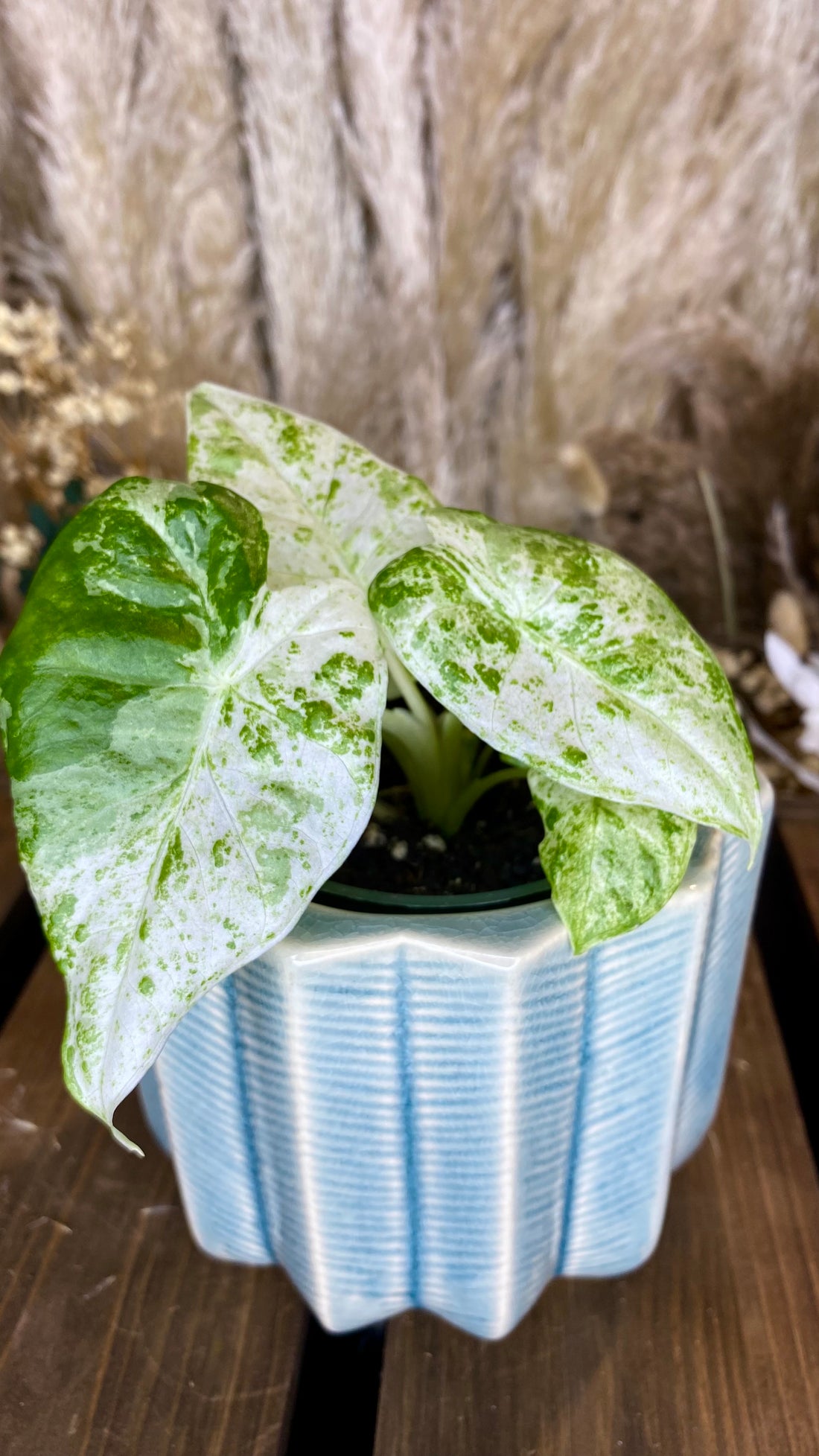 Alocasia Odora Batik