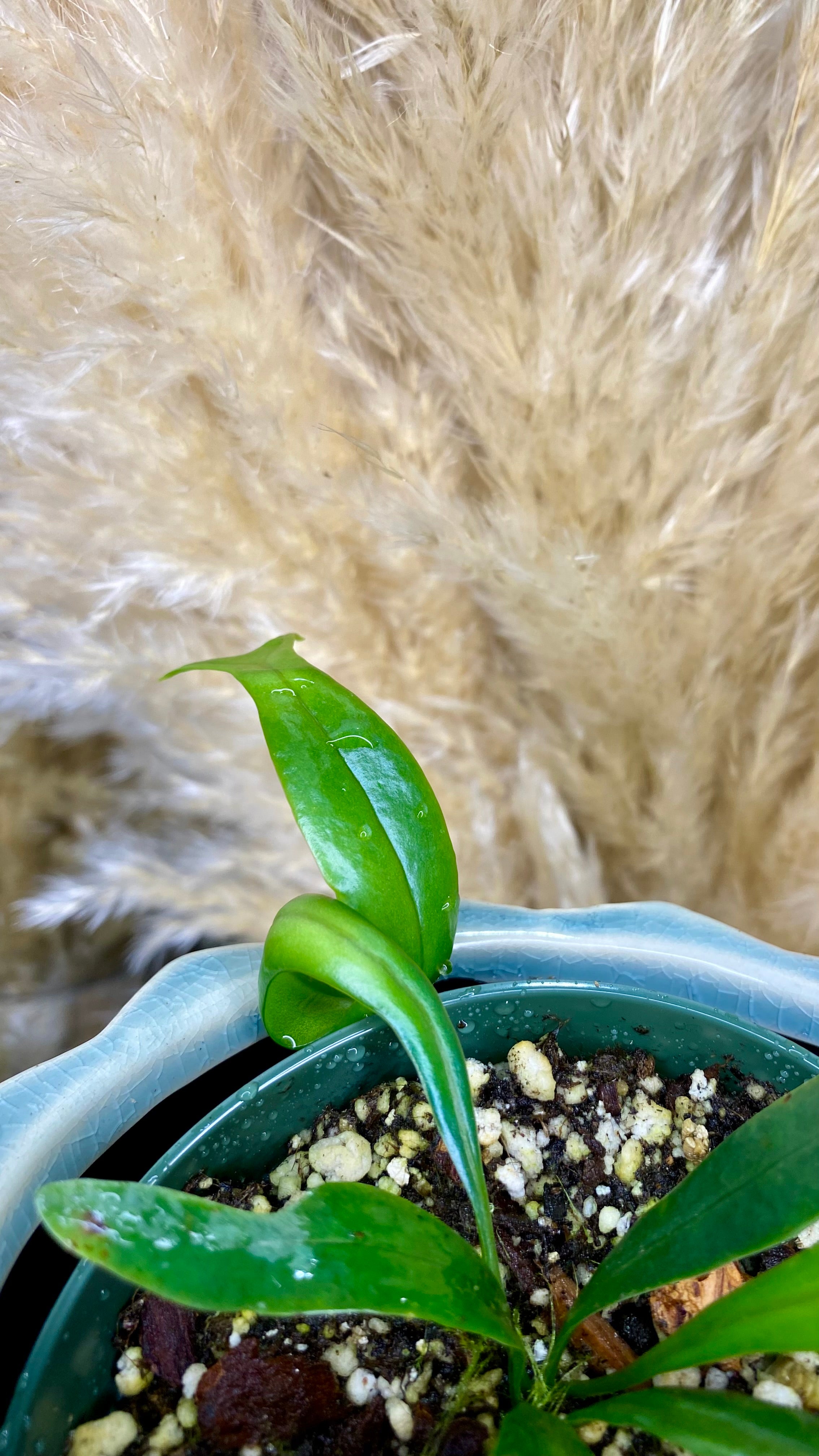 Blue Oil Fern Microsorum Thailandicum