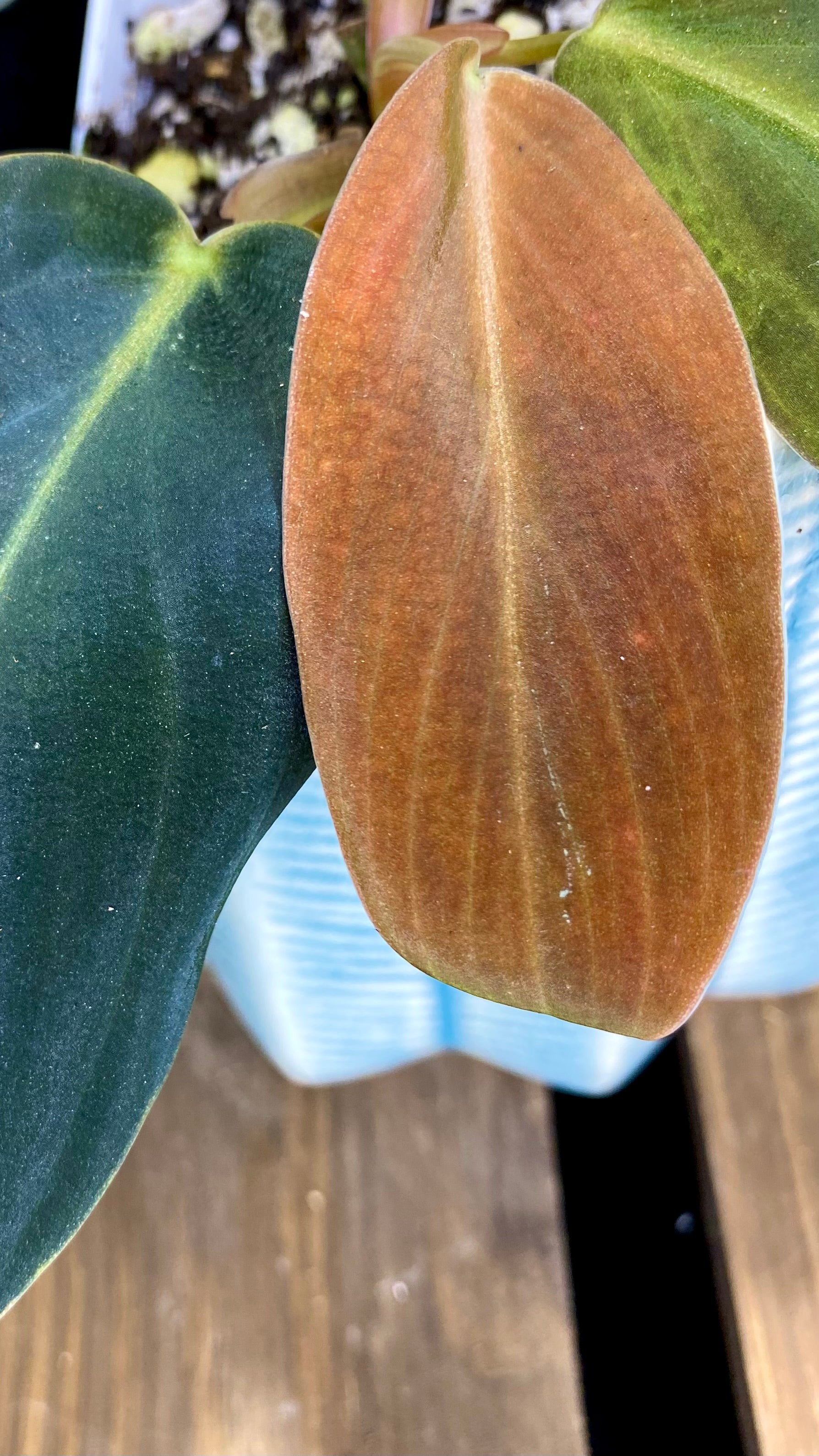 Philodendron Gigas (WPO70)