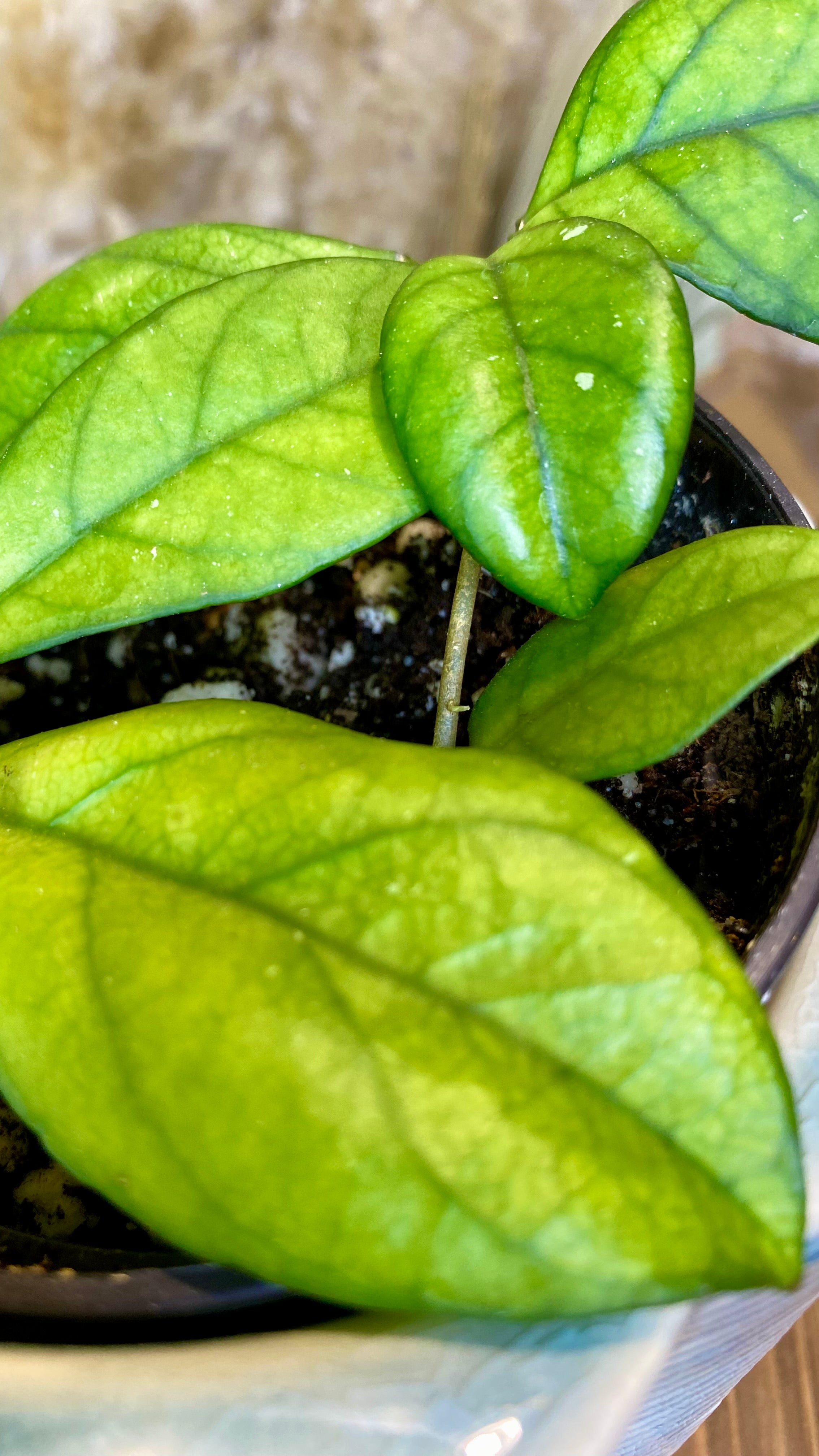 Hoya Crassipetiolata