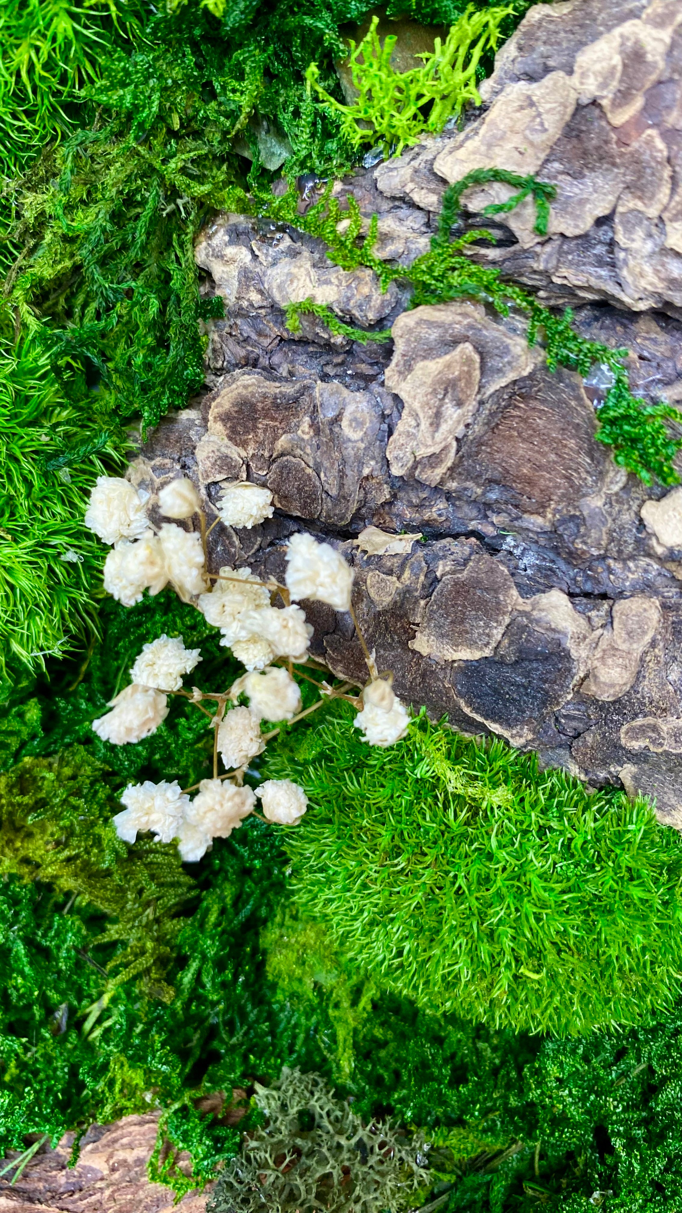 Moss Art Frames (A1)