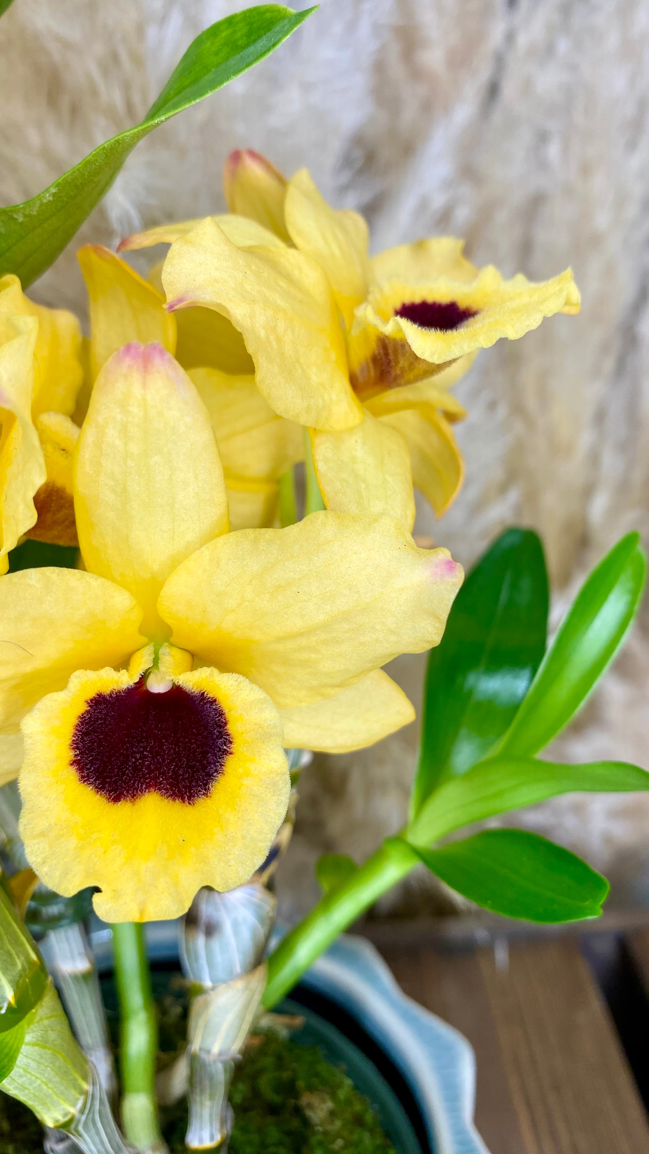 Dendrobium Orchid 4” W16