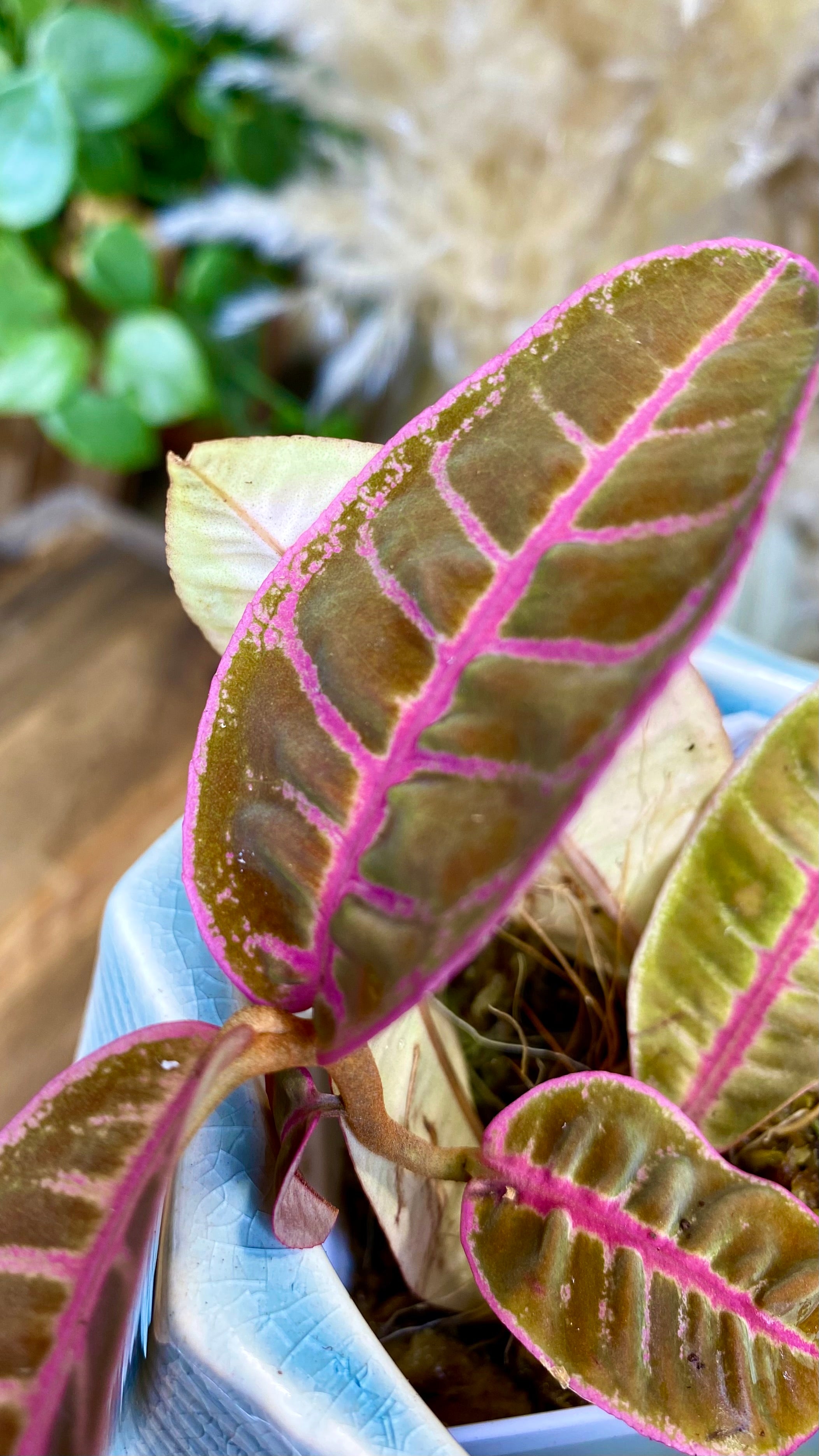 Labisia SP Riau Pink