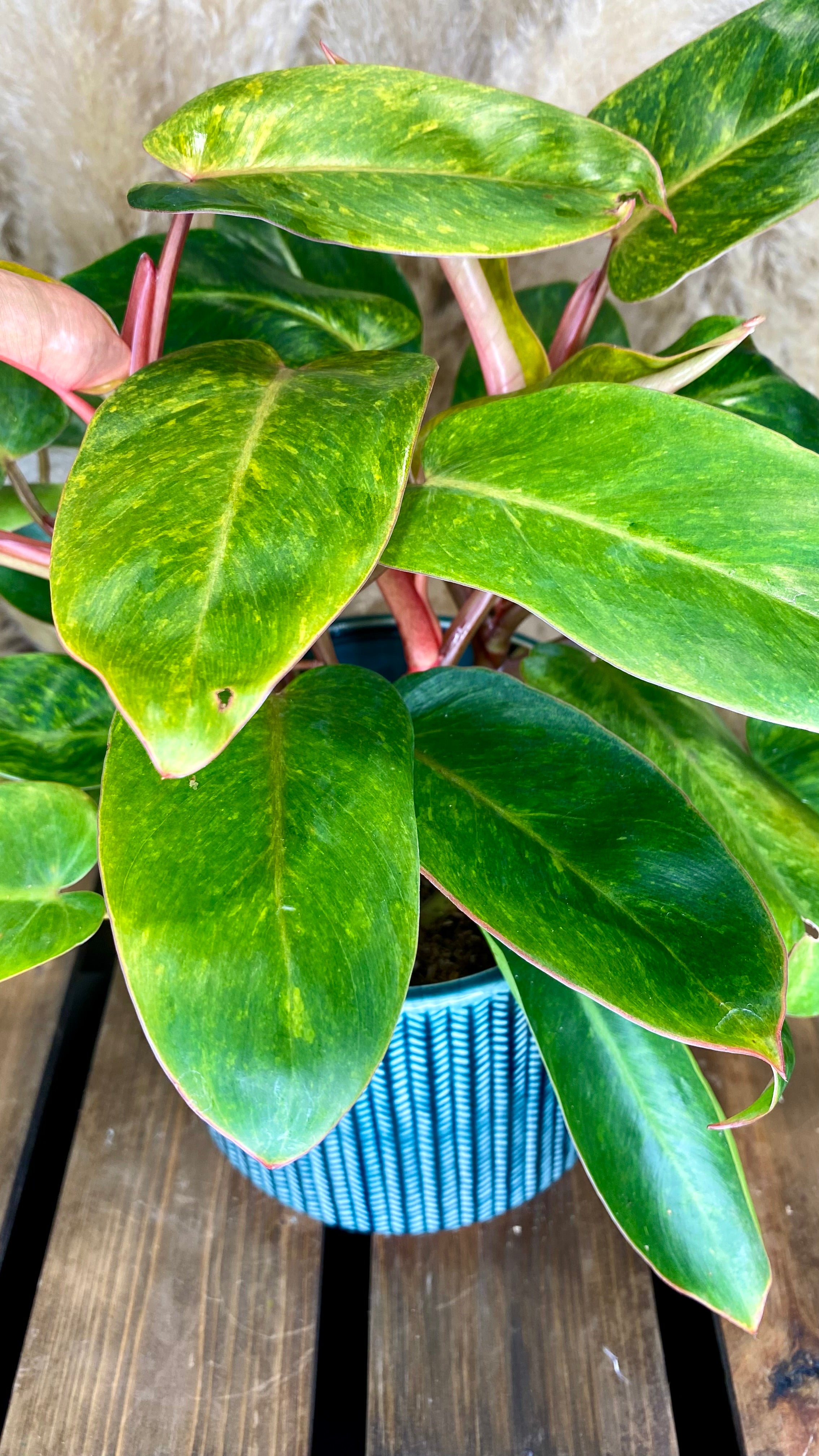 Philodendron Painted Lady 6"