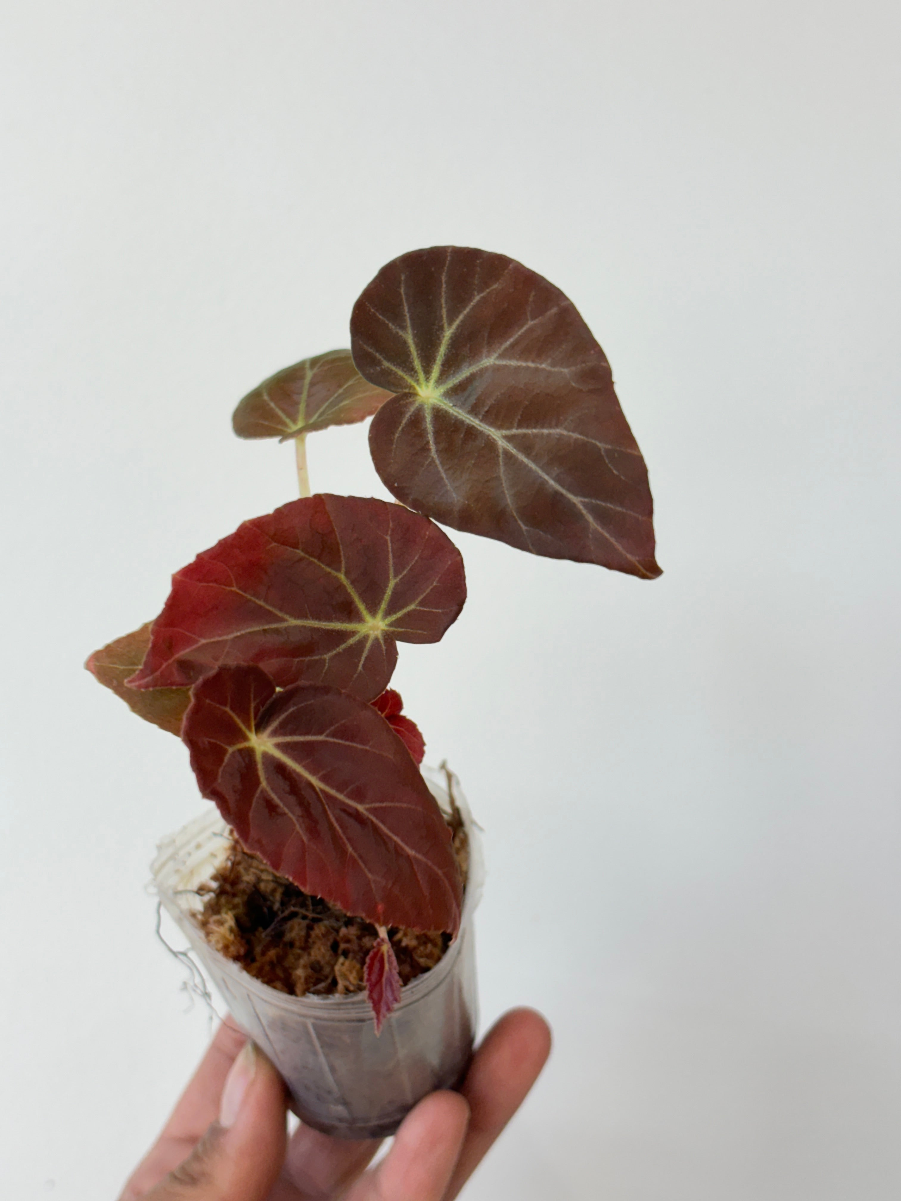 Begonia Burkillii Dark Form