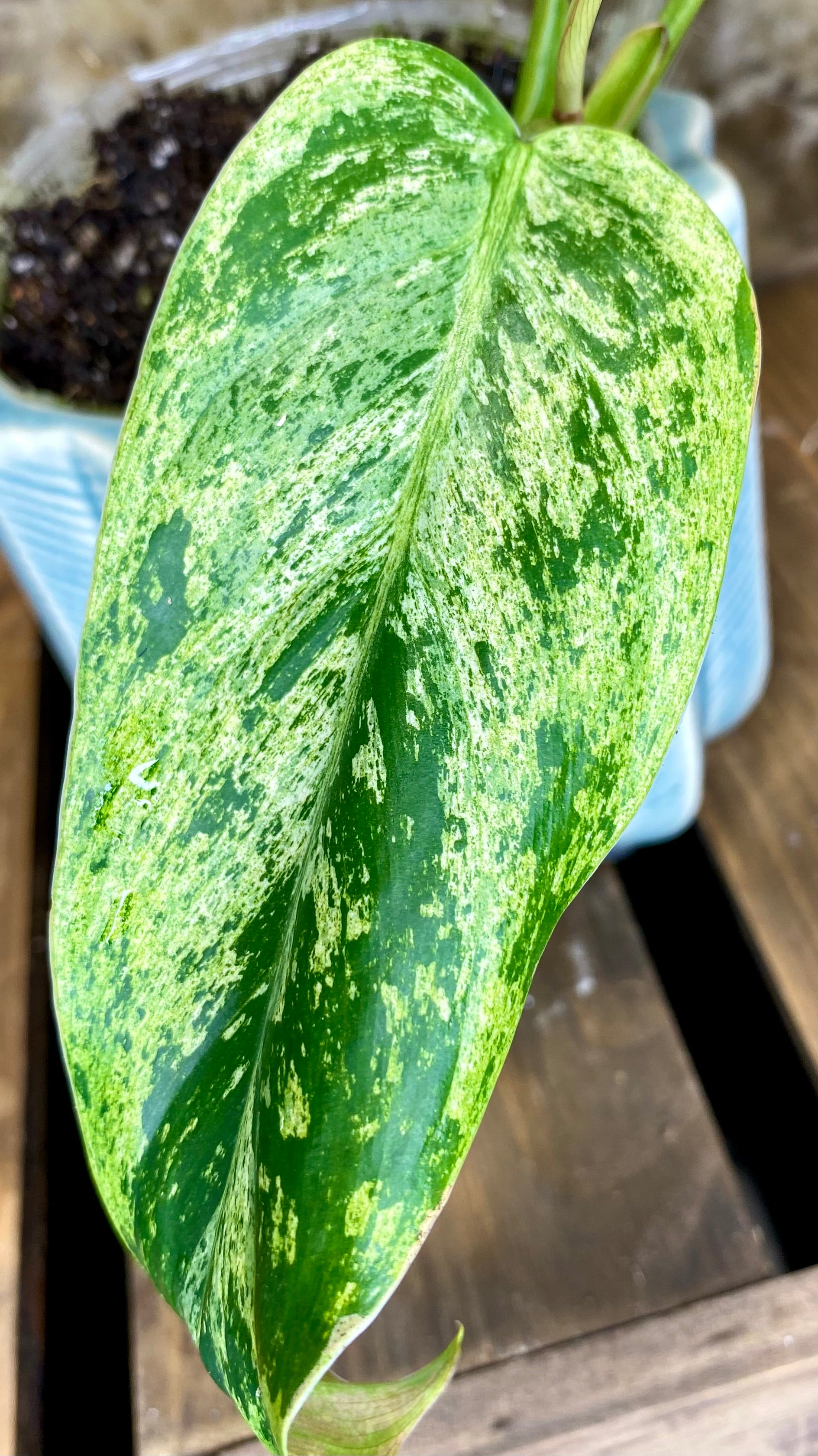 Philodendron Domesticum Marble Variegated (WP54)