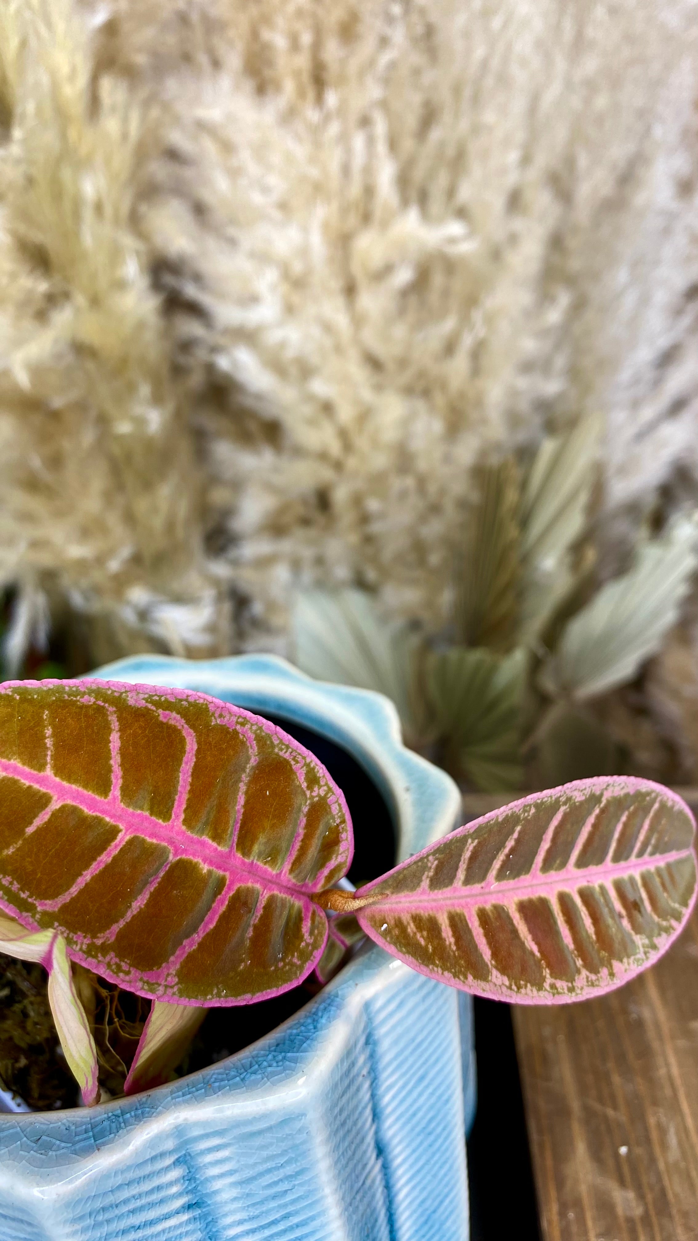 Labisia SP Riau Pink