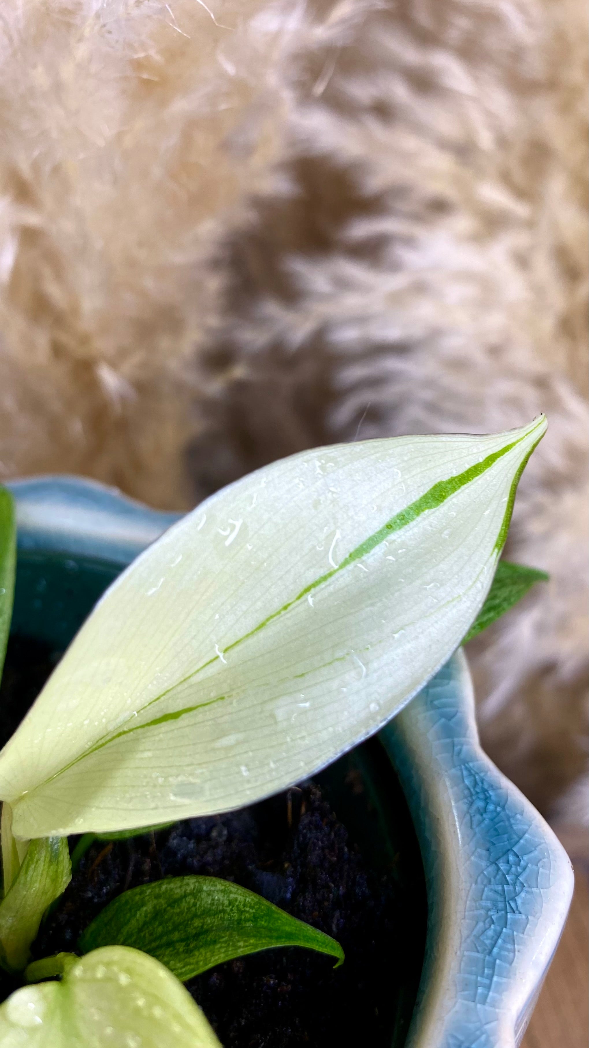 Philodendron Florida Ghost 4"