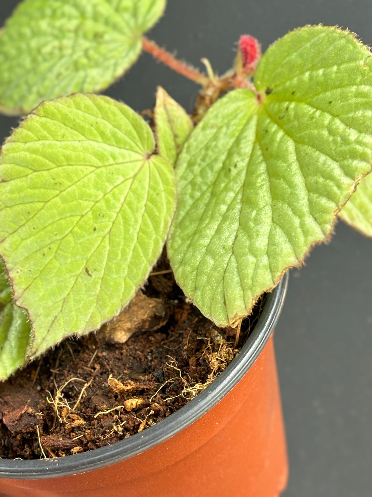 Begonia Aketajawensis