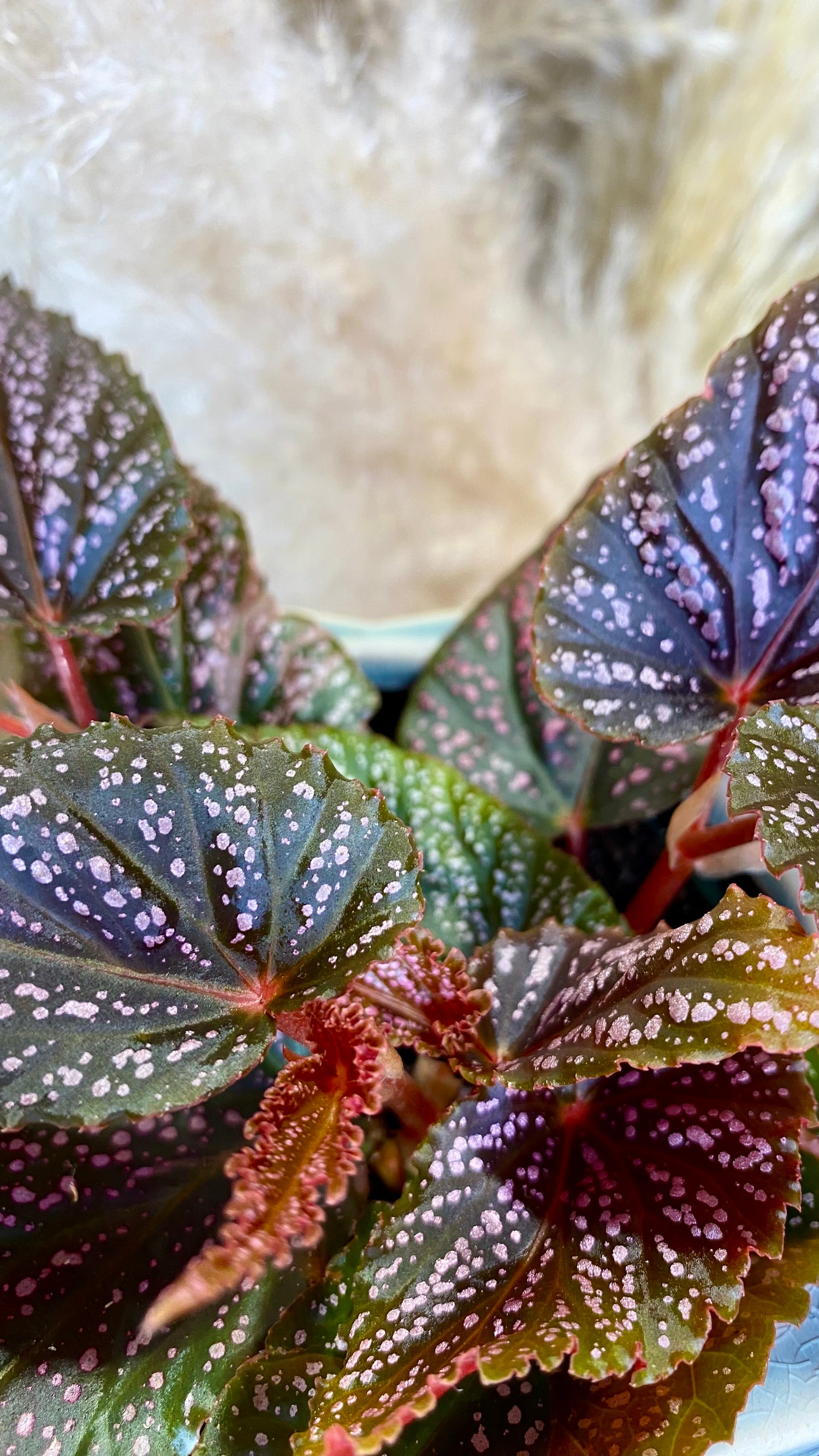 Begonia Pink Spot