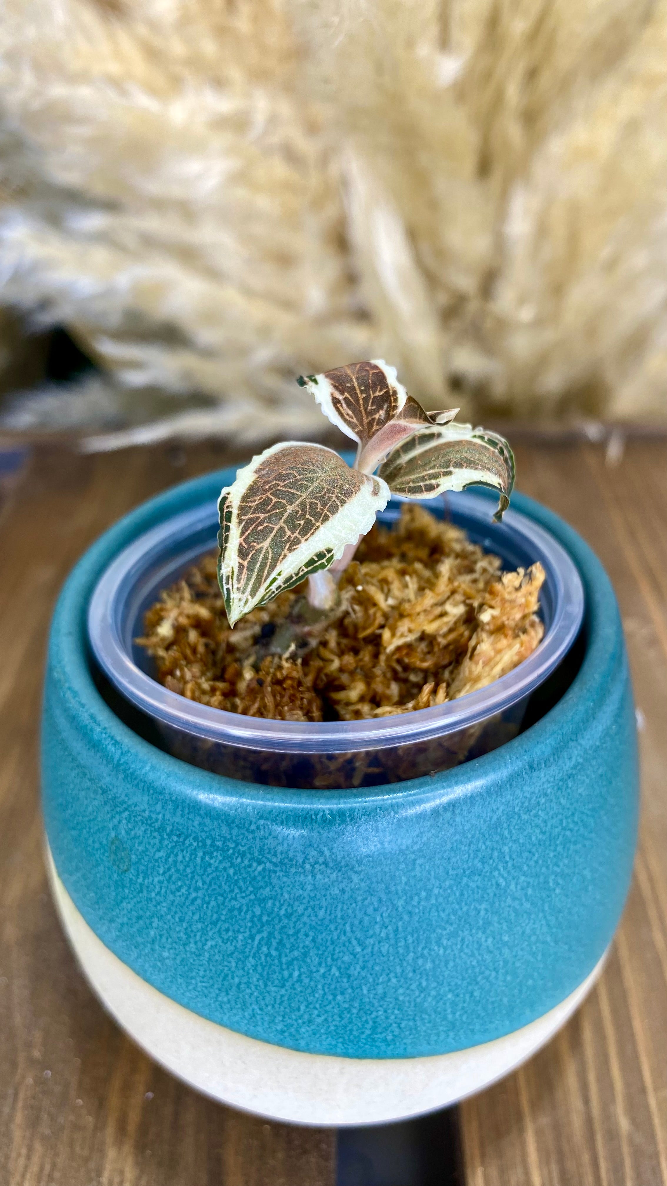 Variegated Jewel Orchid (Anoectochilius roxburghii)