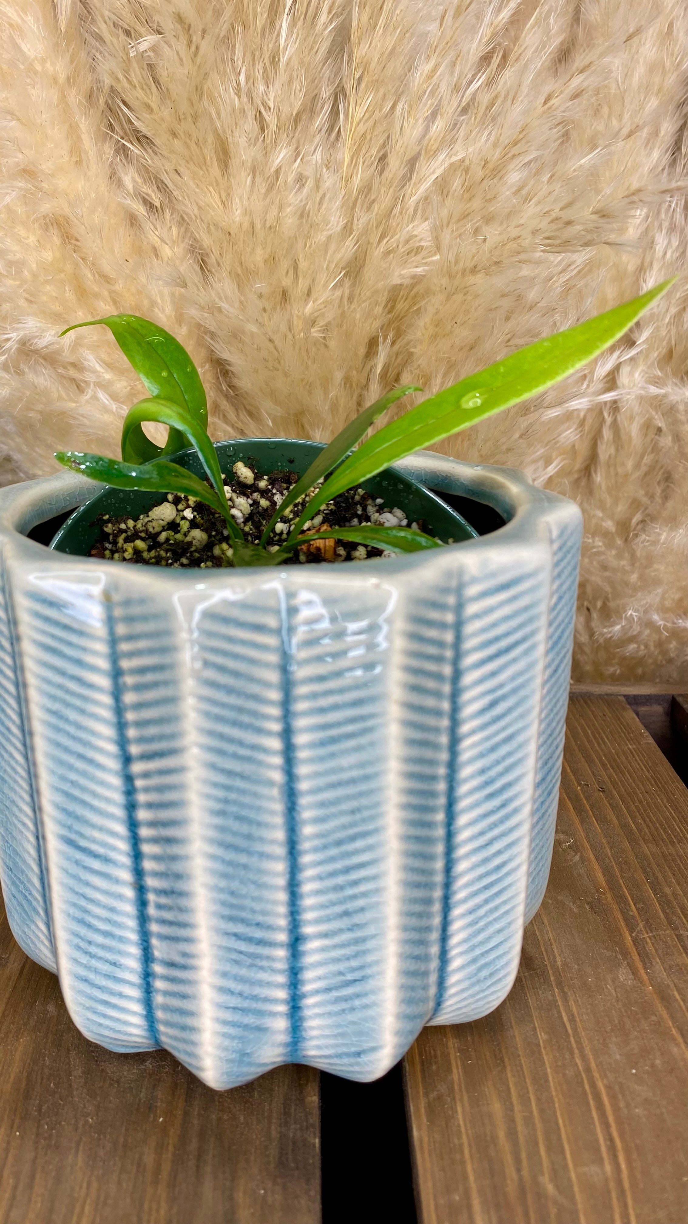 Blue Oil Fern Microsorum Thailandicum