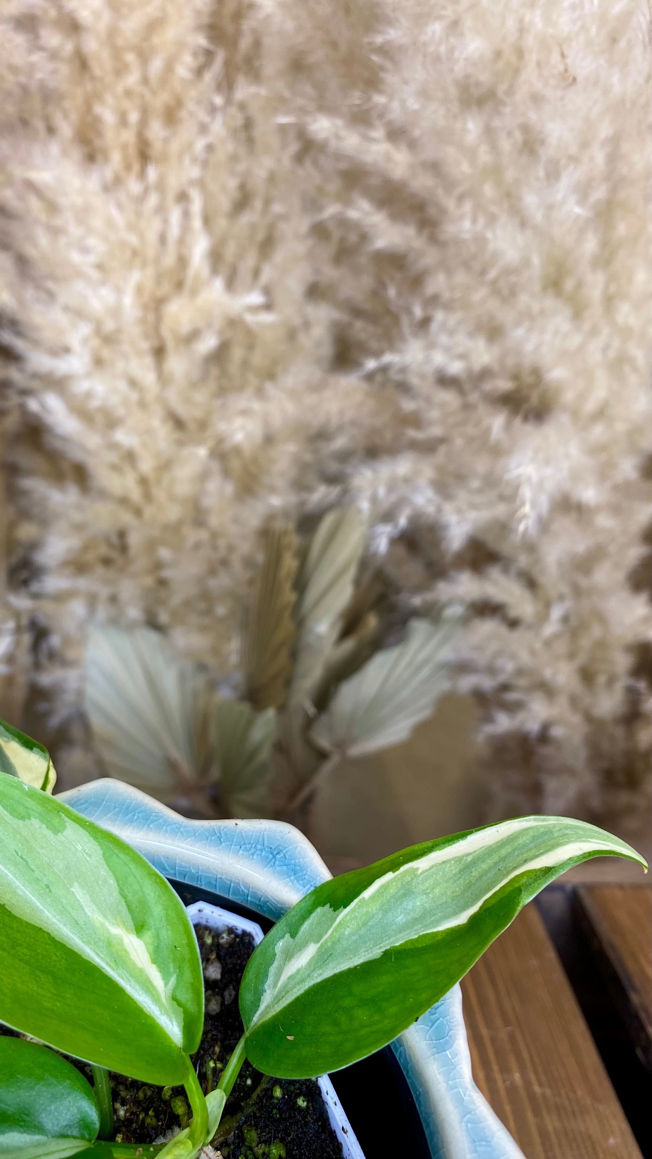 Philodendron Rio (WP060)