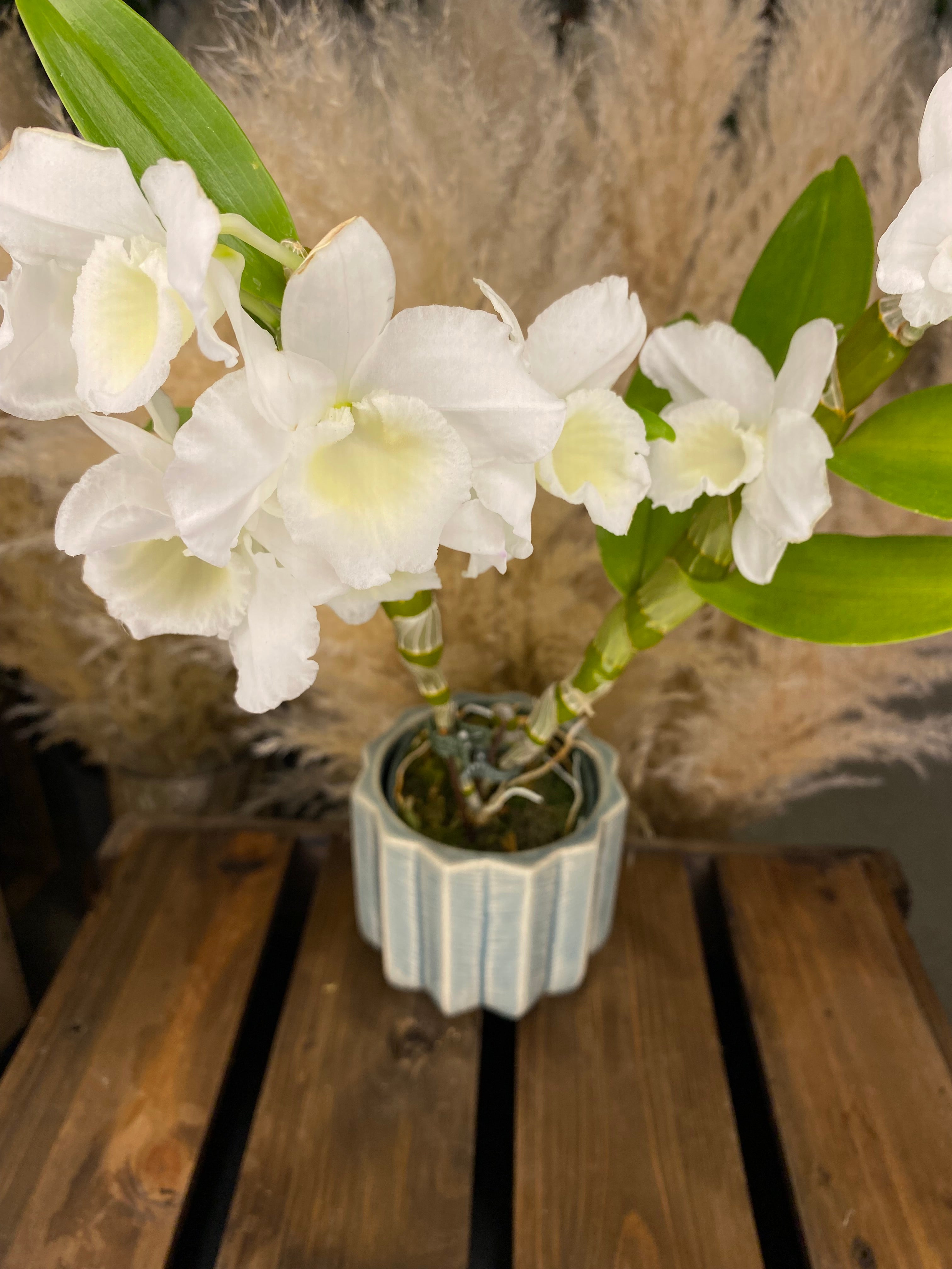 Dendrobium Orchid 4” W13