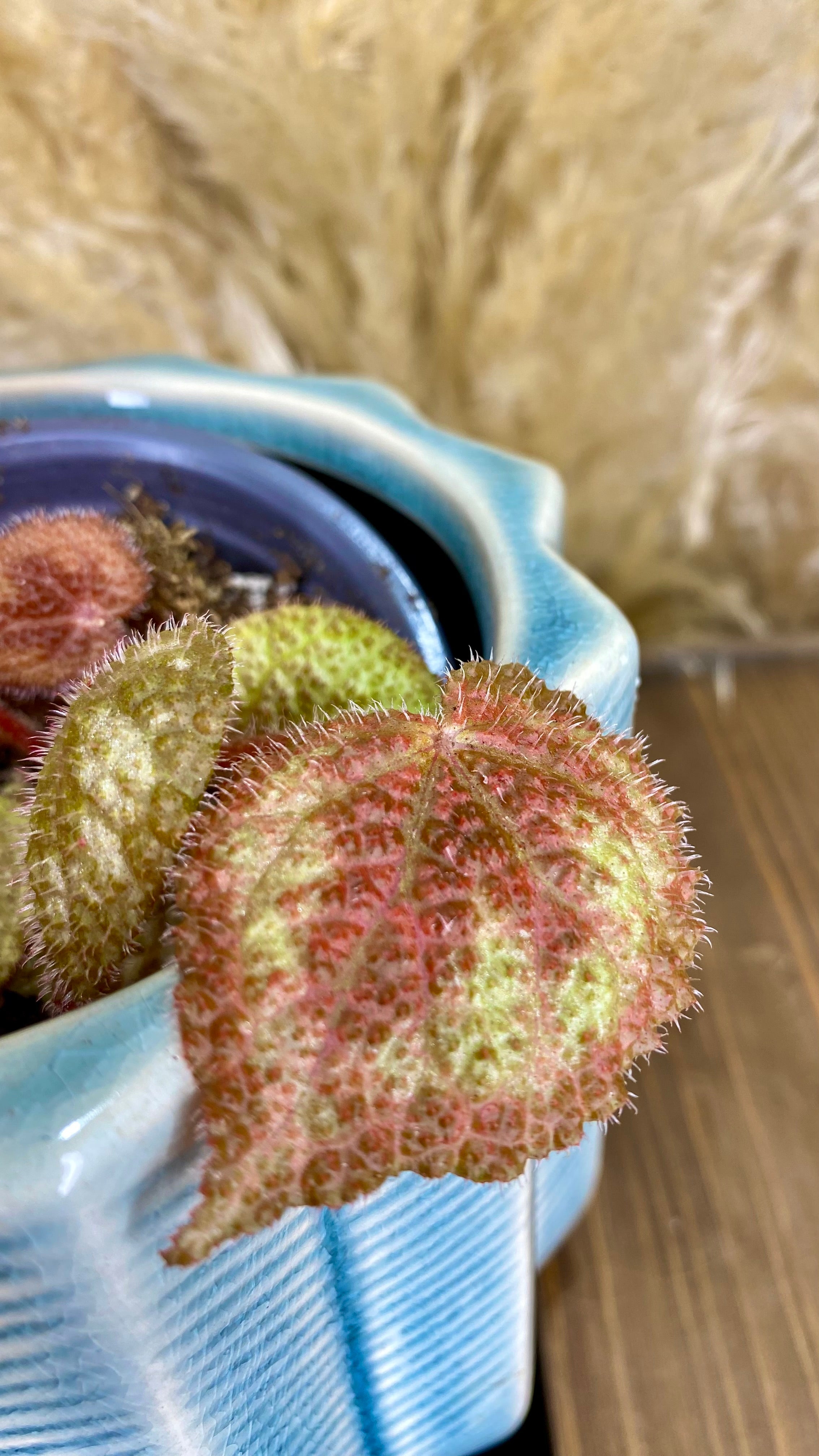 Begonia Iron Cross 4”