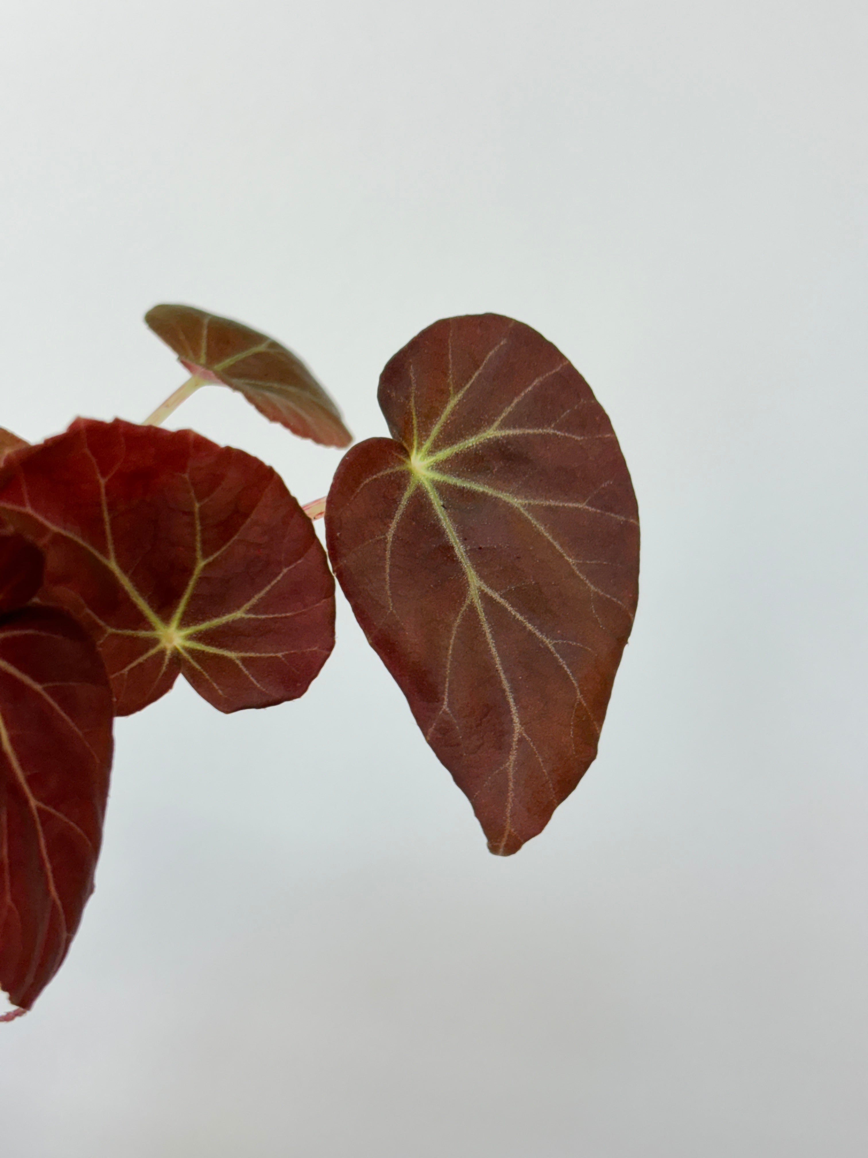 Begonia Burkillii Dark Form