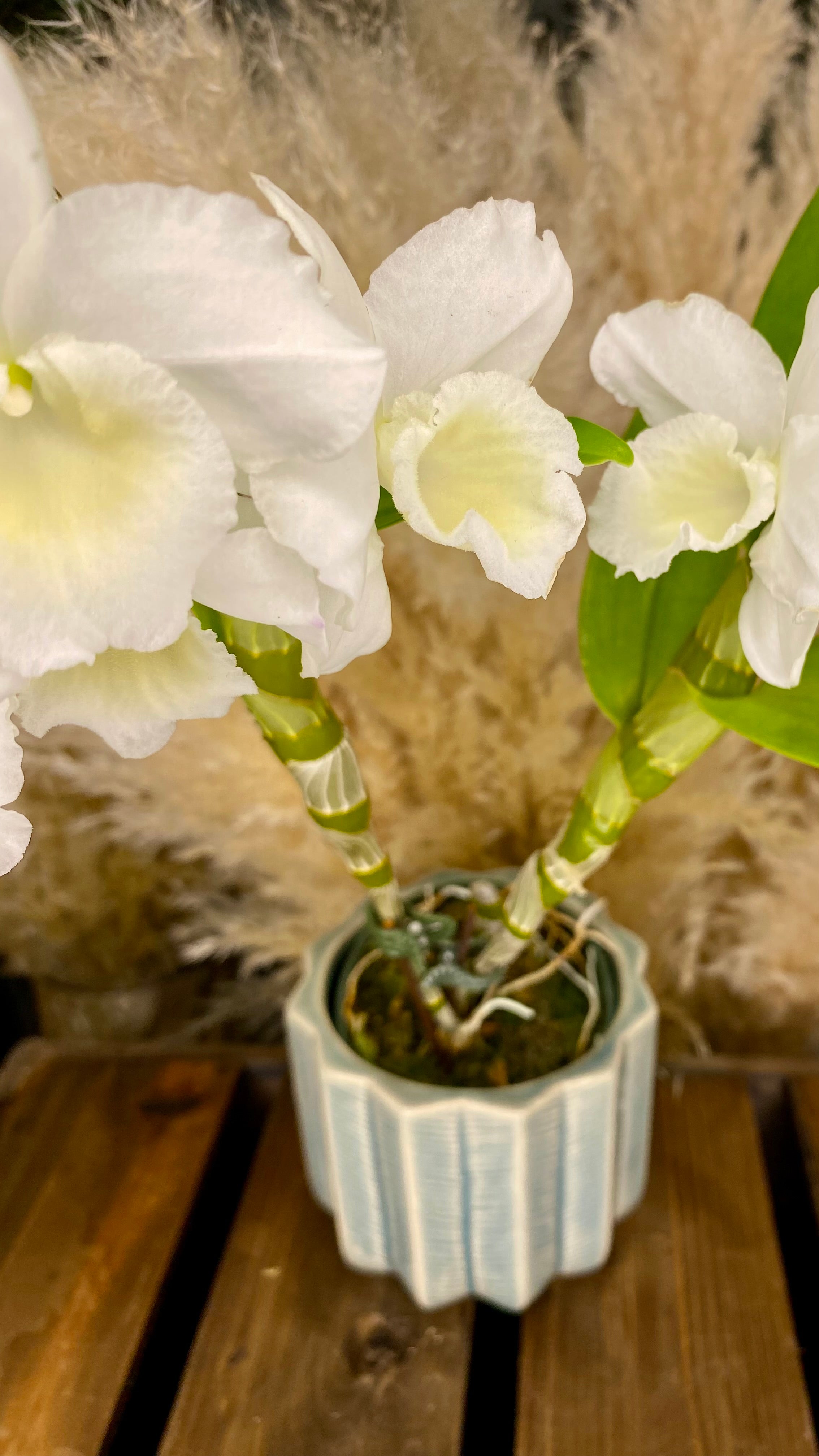 Dendrobium Orchid 4” W13