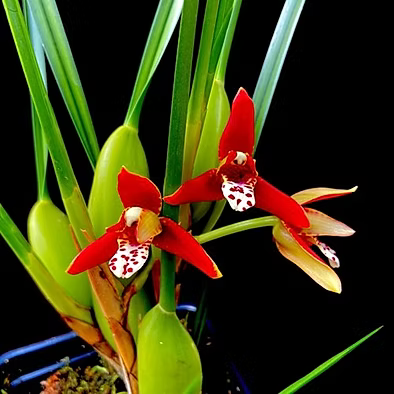 Maxillaria tenuifolia