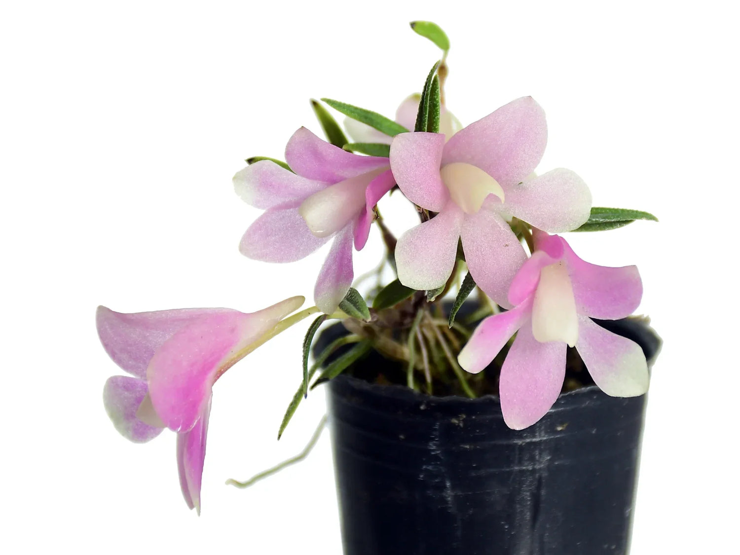 Dendrobium cuthbertsonii var agathodaemonis