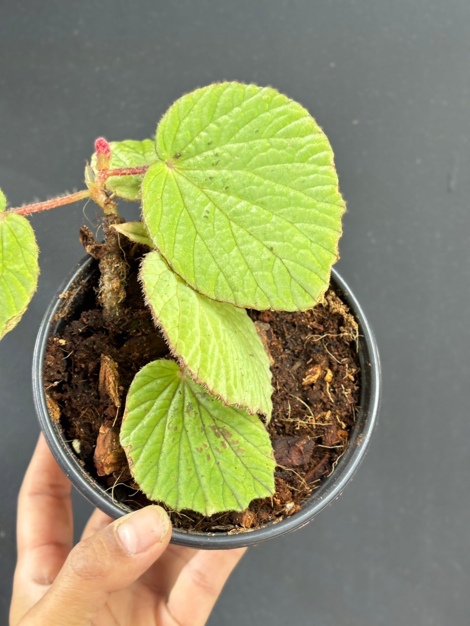 Begonia Aketajawensis