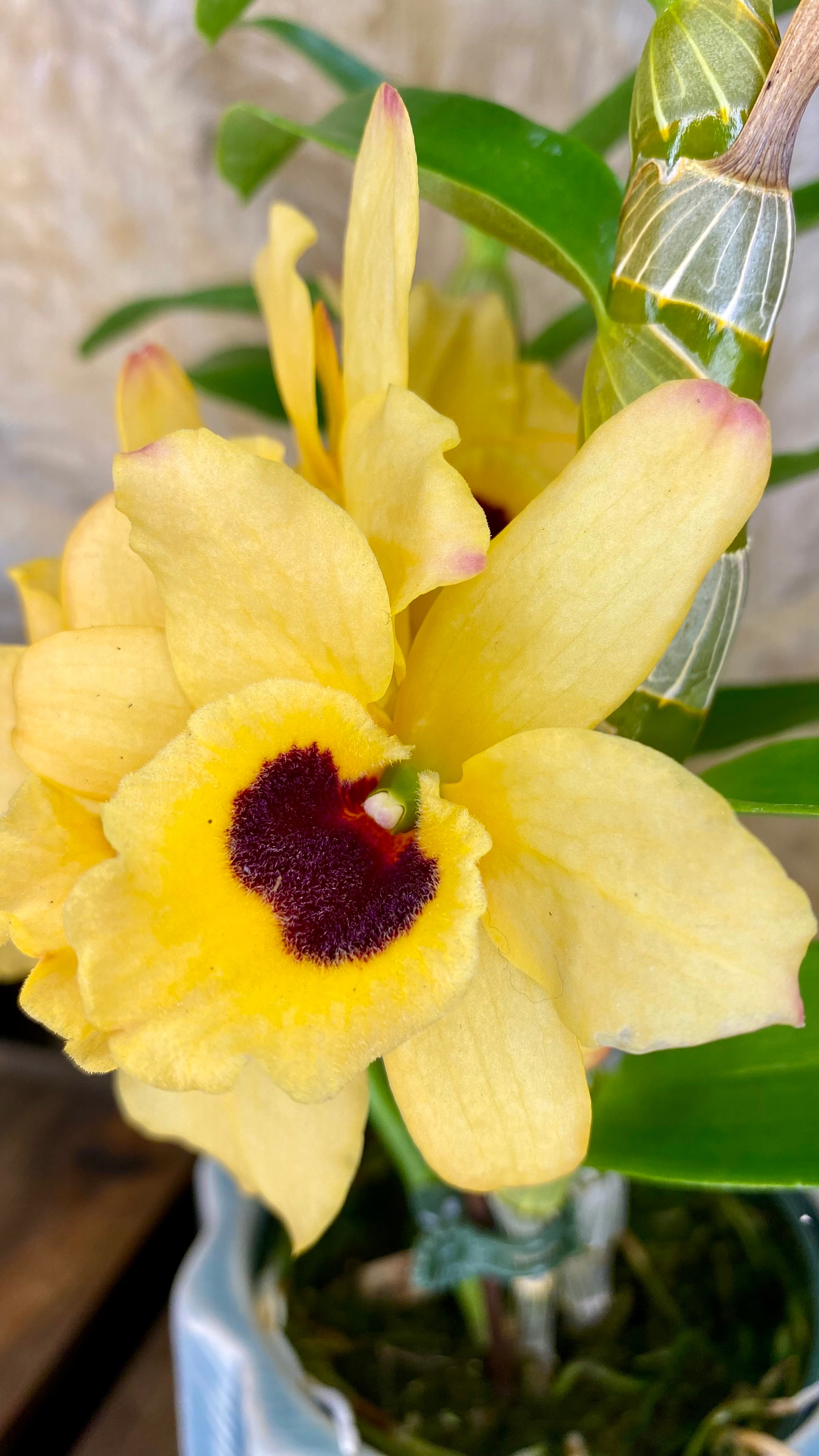 Dendrobium Orchid 4” W11