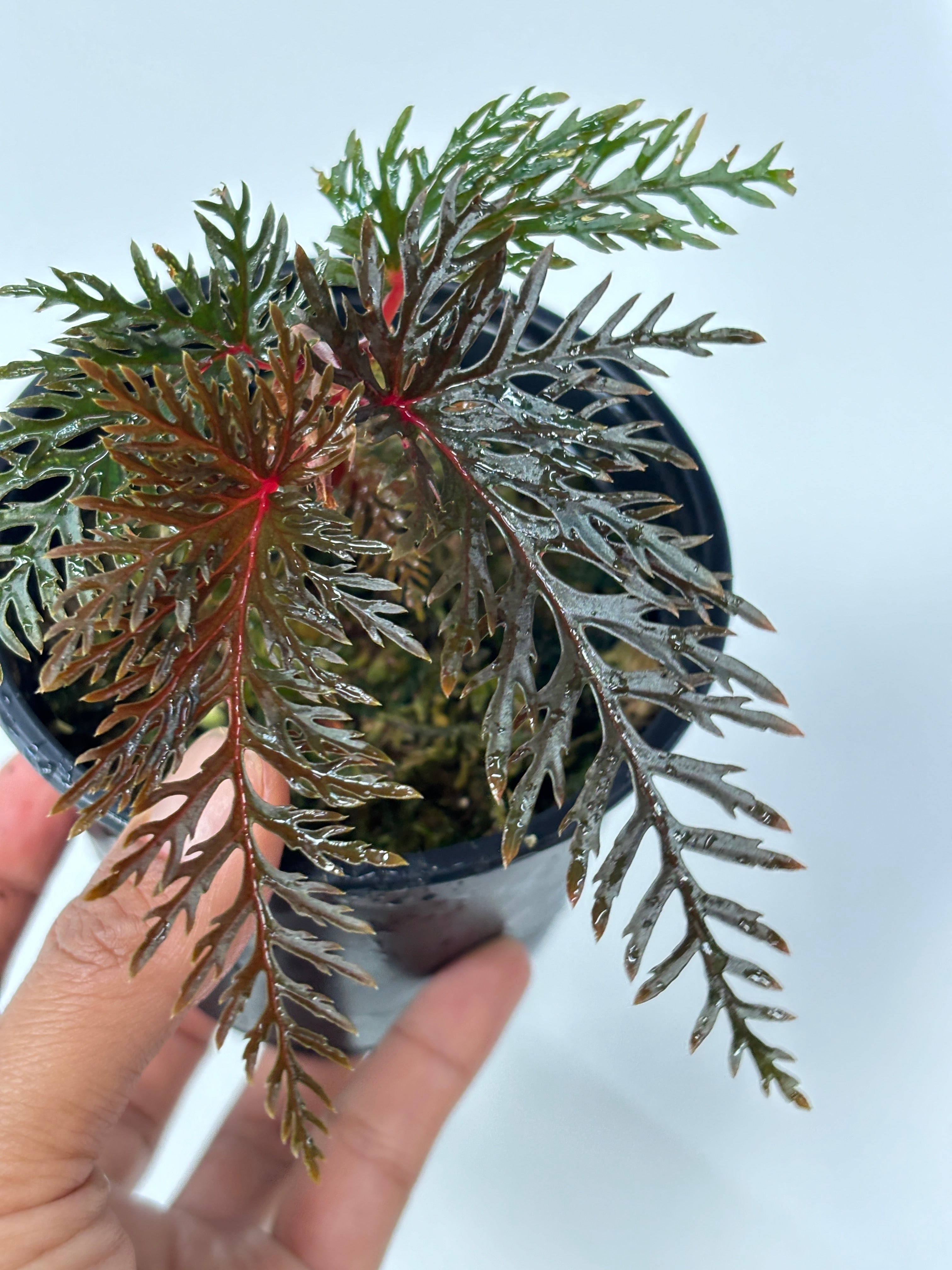 Begonia Bipinnatifida