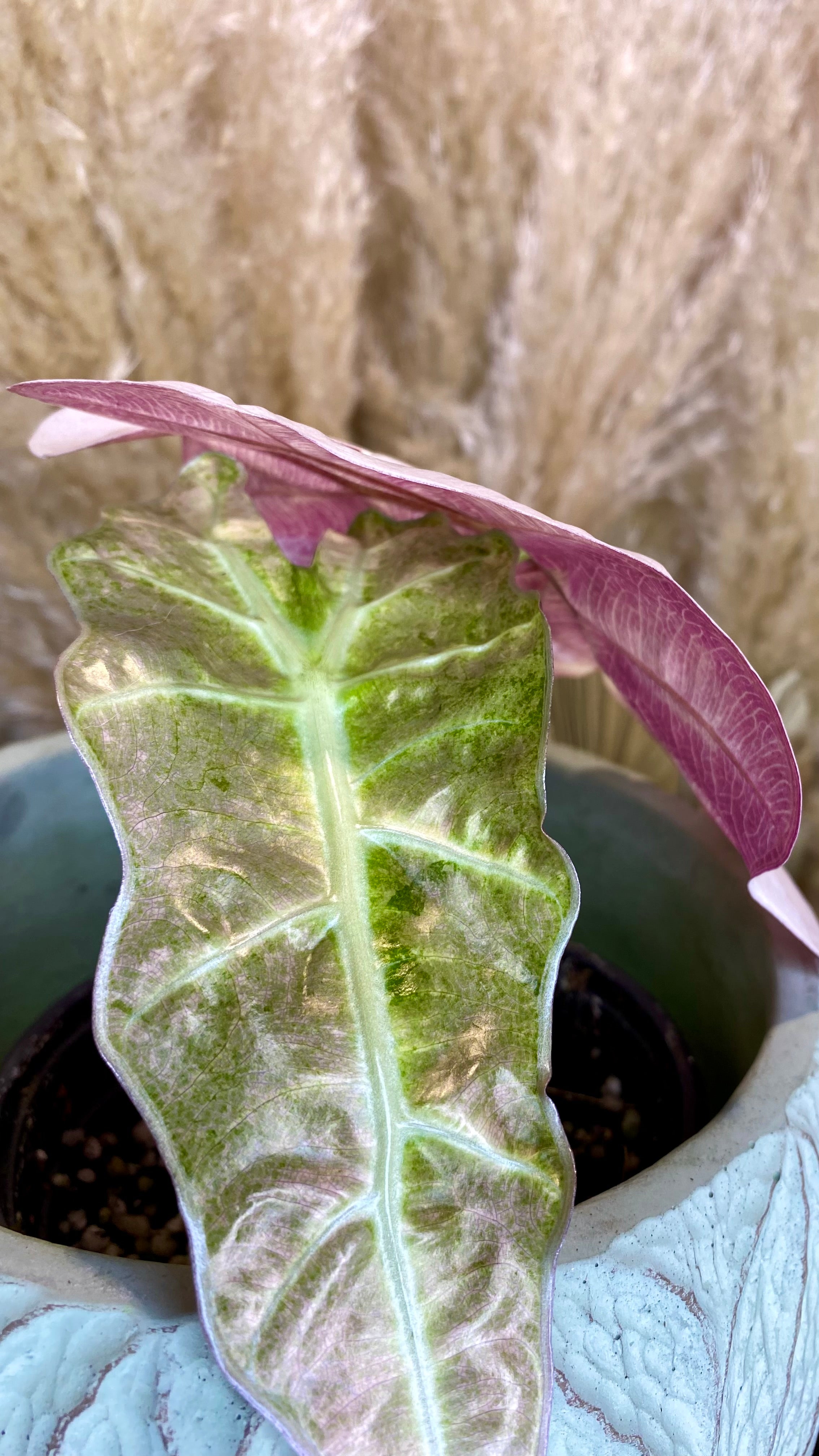 Alocasia Amazonica Polly Variegated