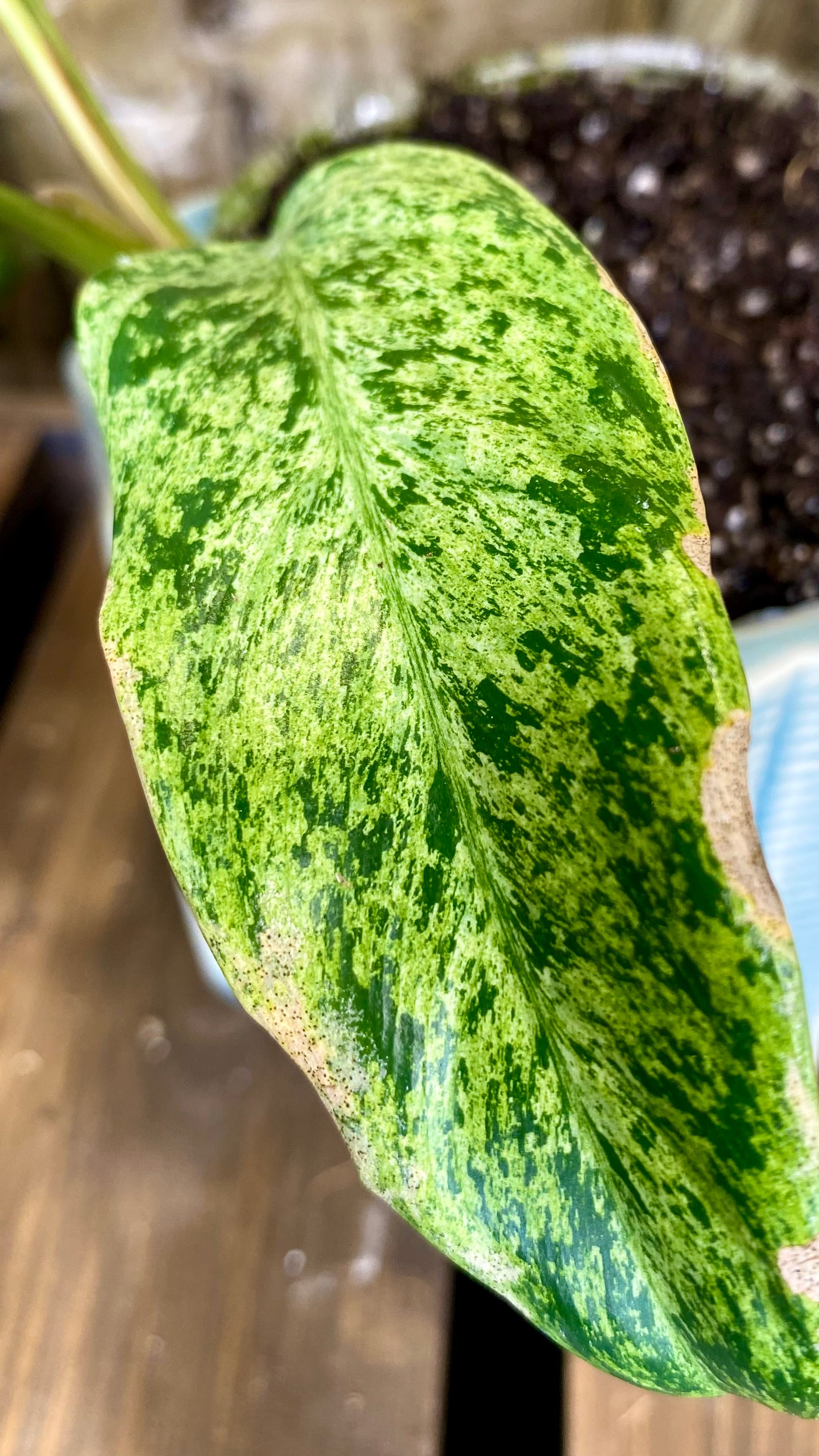 Philodendron Domesticum Marble Variegated (WP54)