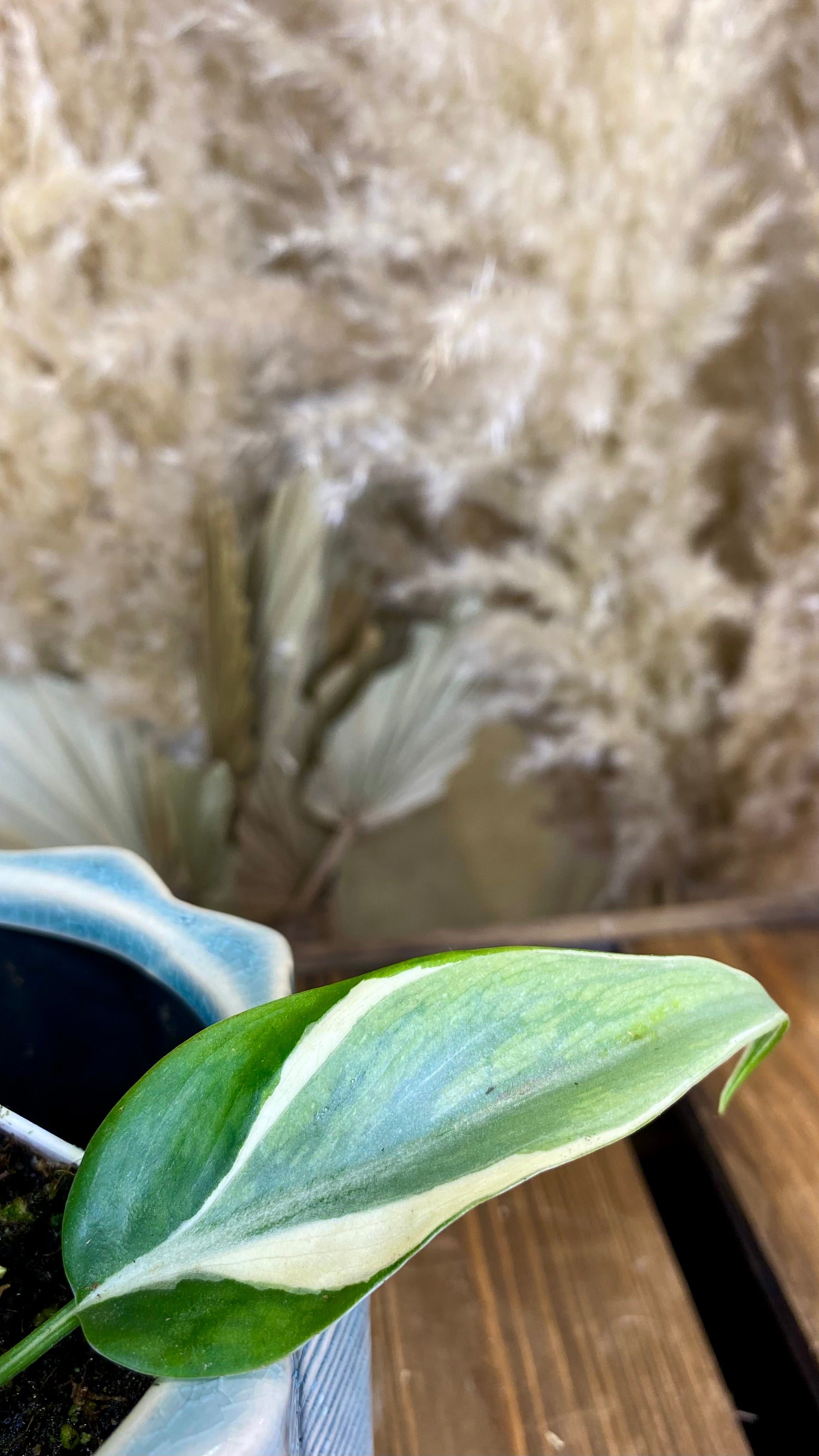 Philodendron Rio (WP058)