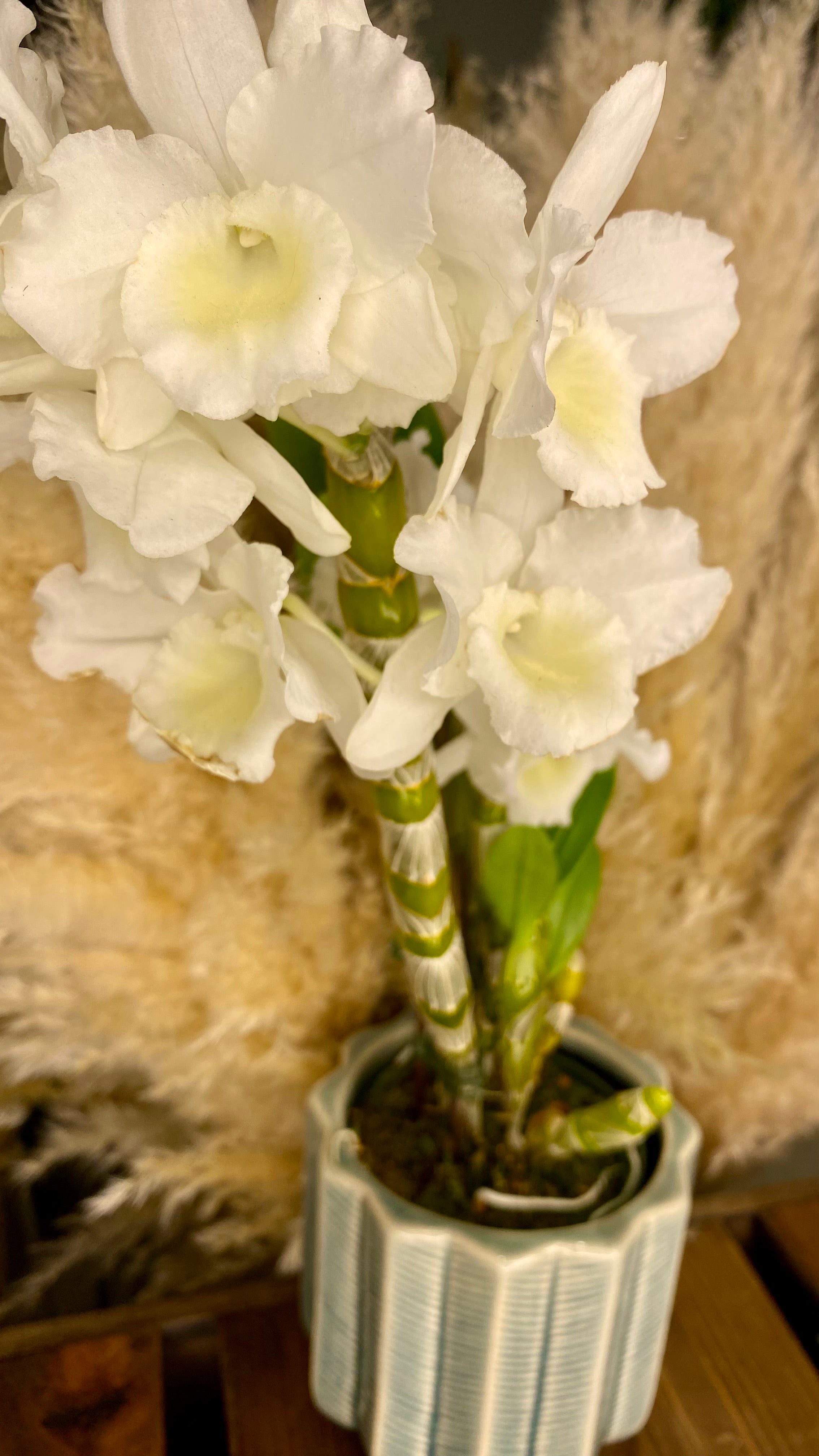 Dendrobium Orchid - Single Stem