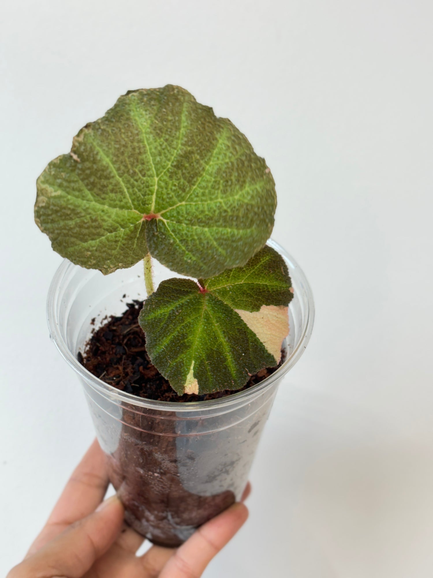 Begonia Soli Mutata Variegated (PINK)