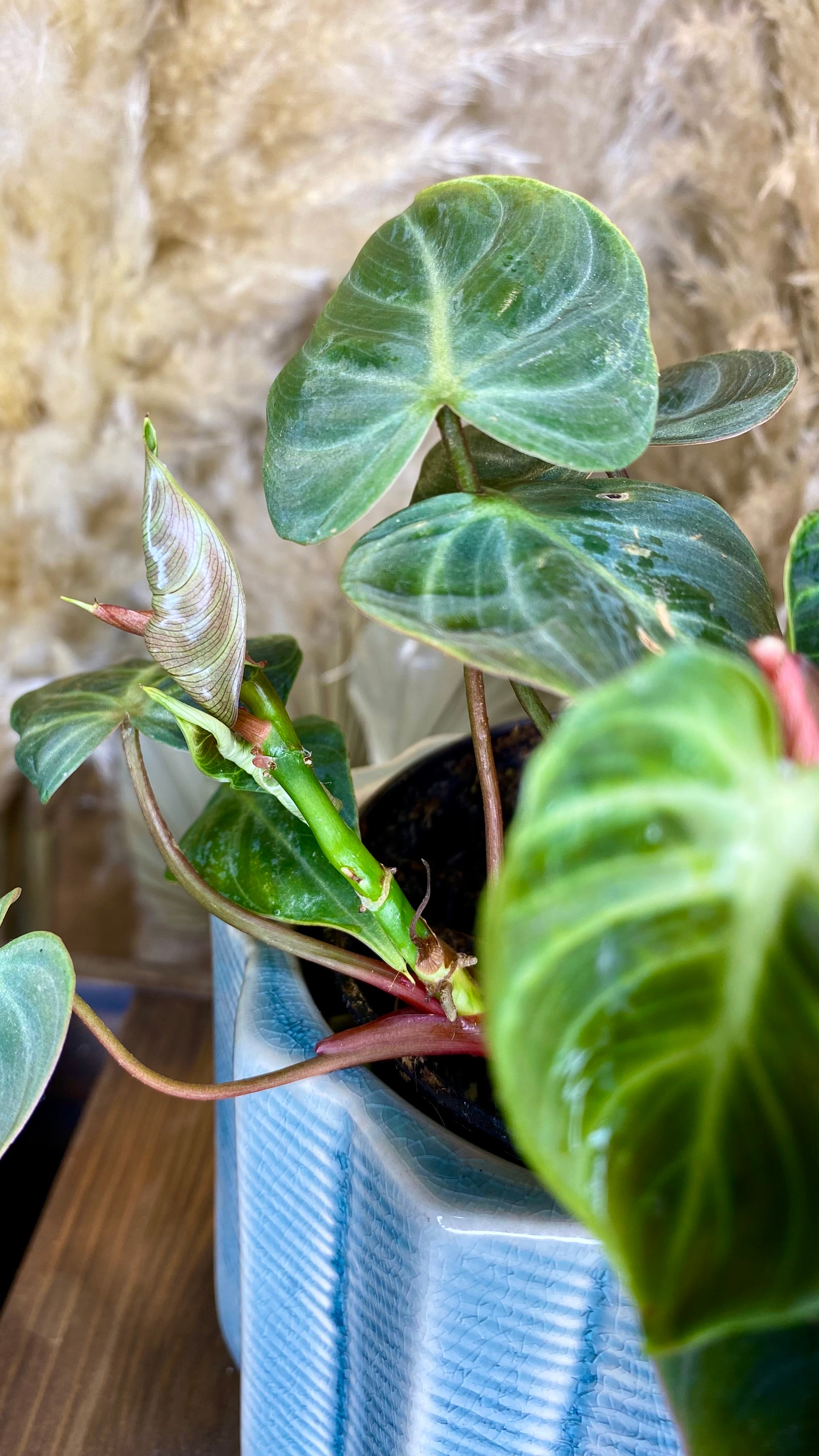 Philodendron El Choco Red 4"