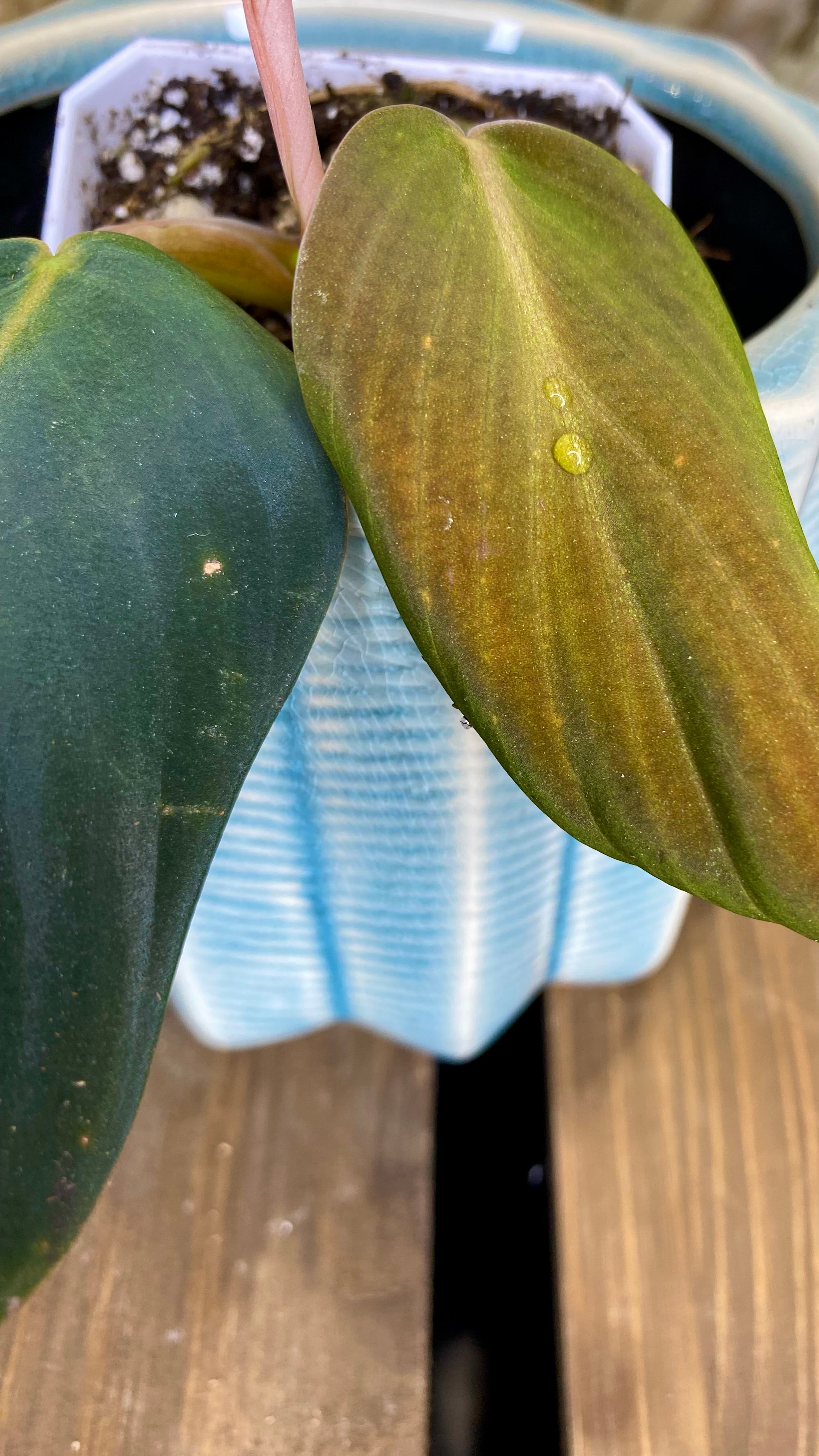 Philodendron Gigas (WPO69)