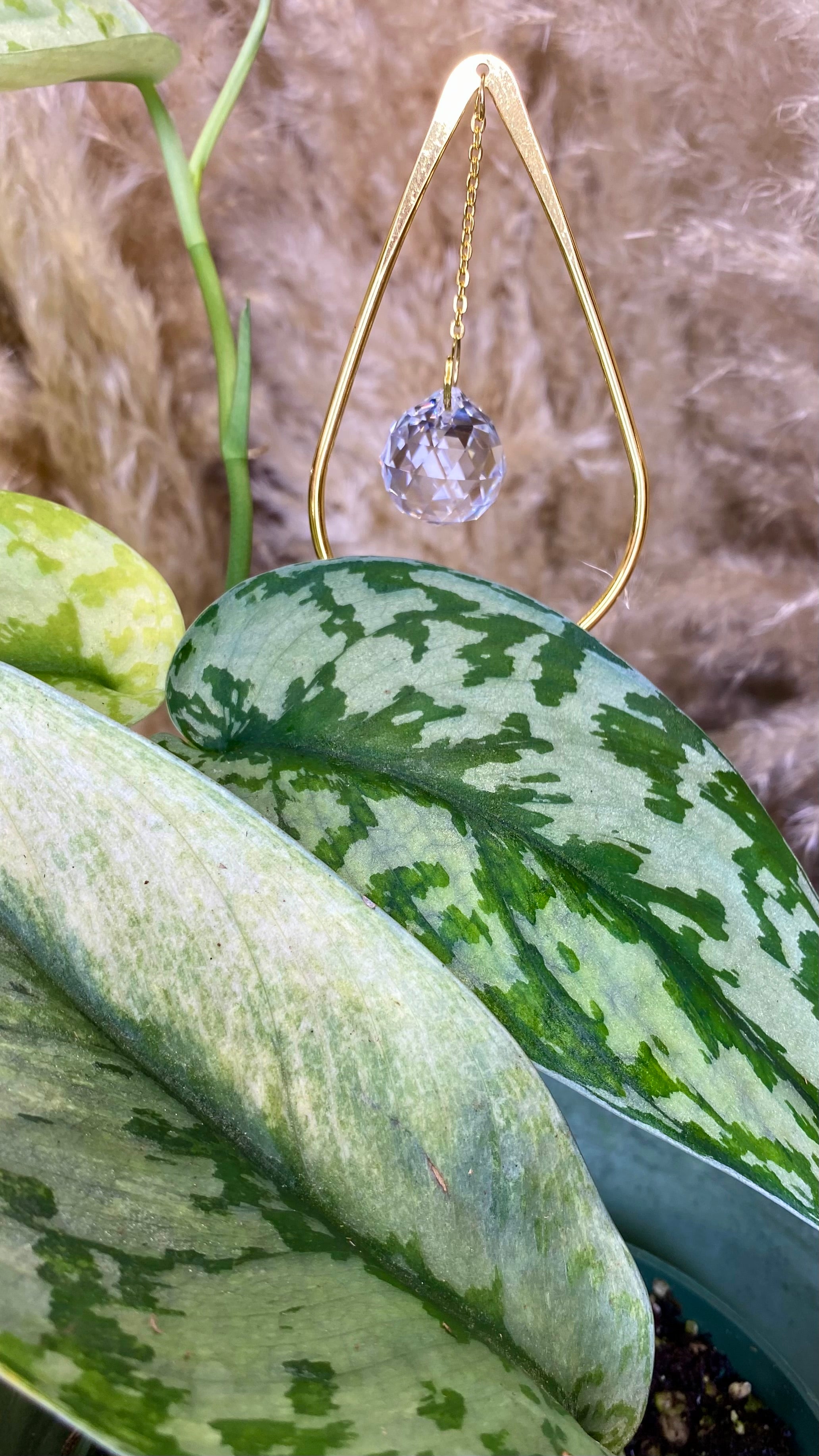 Scindapsus Lakambini Variegated (WS02)